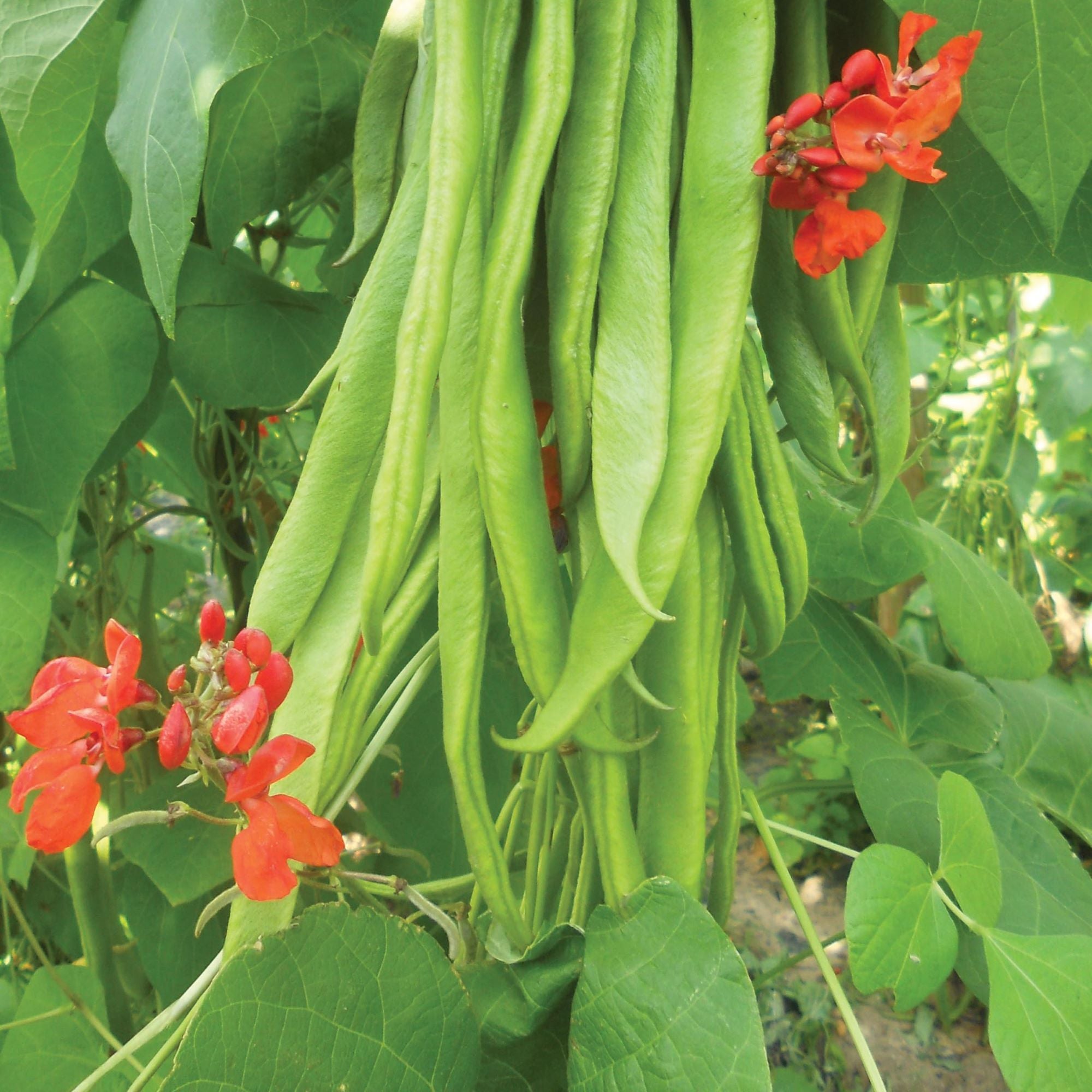 Runner Bean Plants