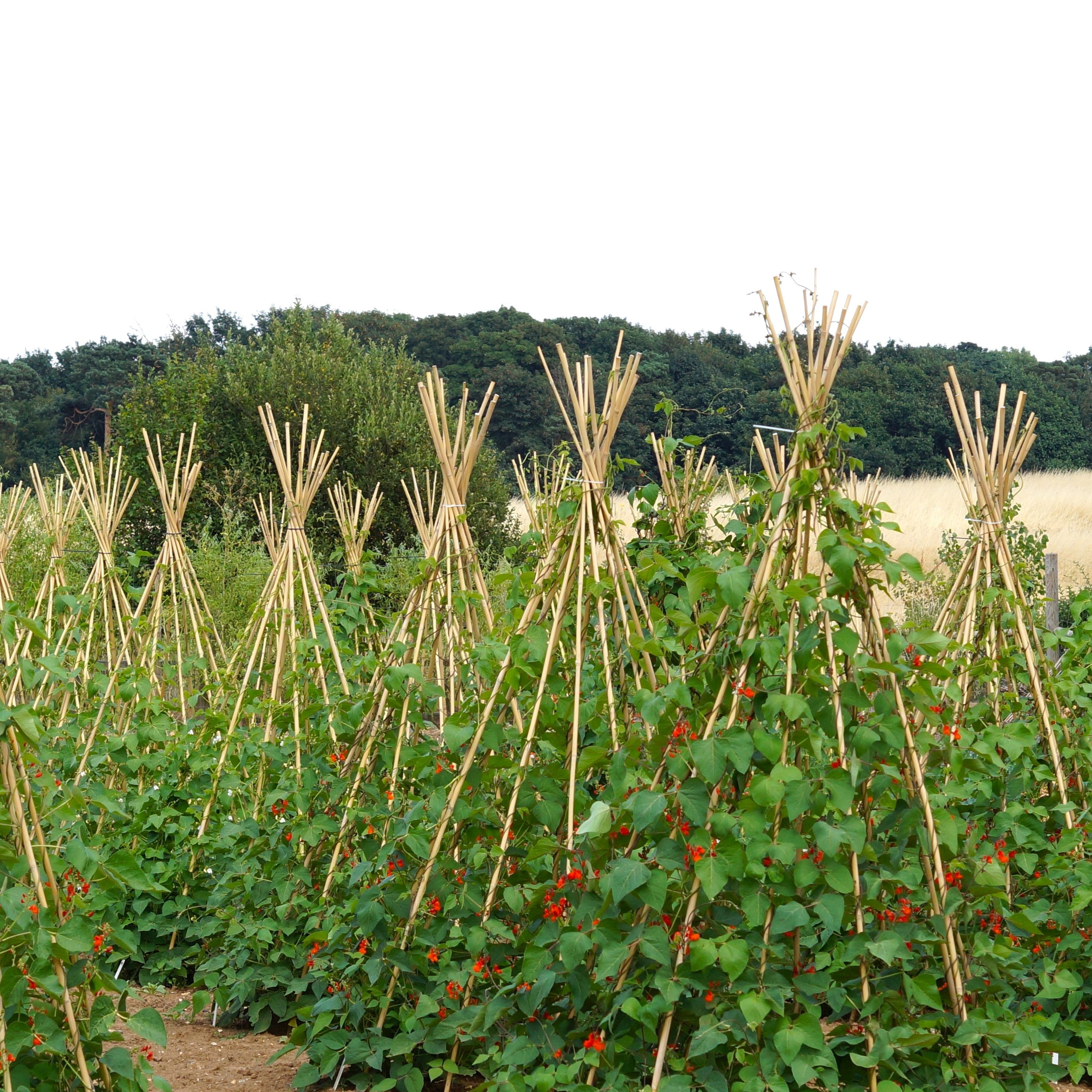 Runner Bean Seeds