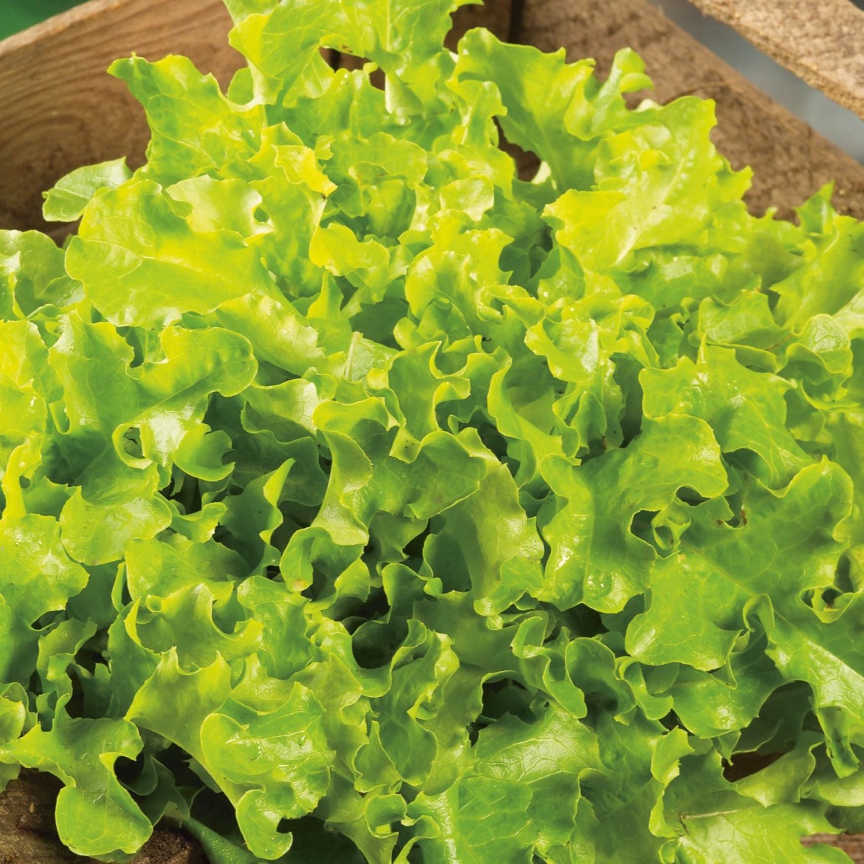 Salad Leaves Seeds