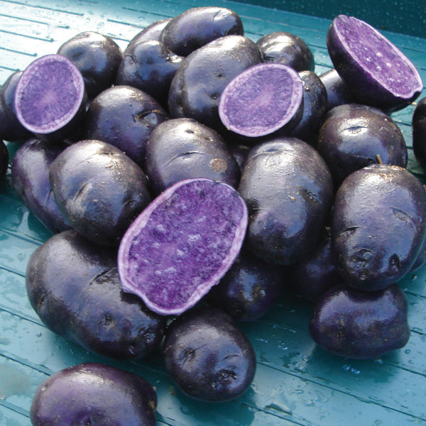 Salad Potato Seeds