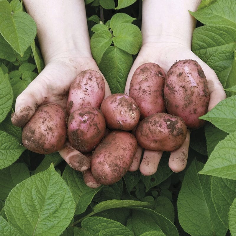 Sarpo Seed Potatoes
