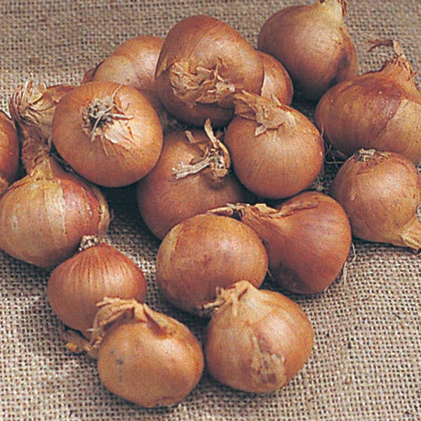 Shallots Bulbs