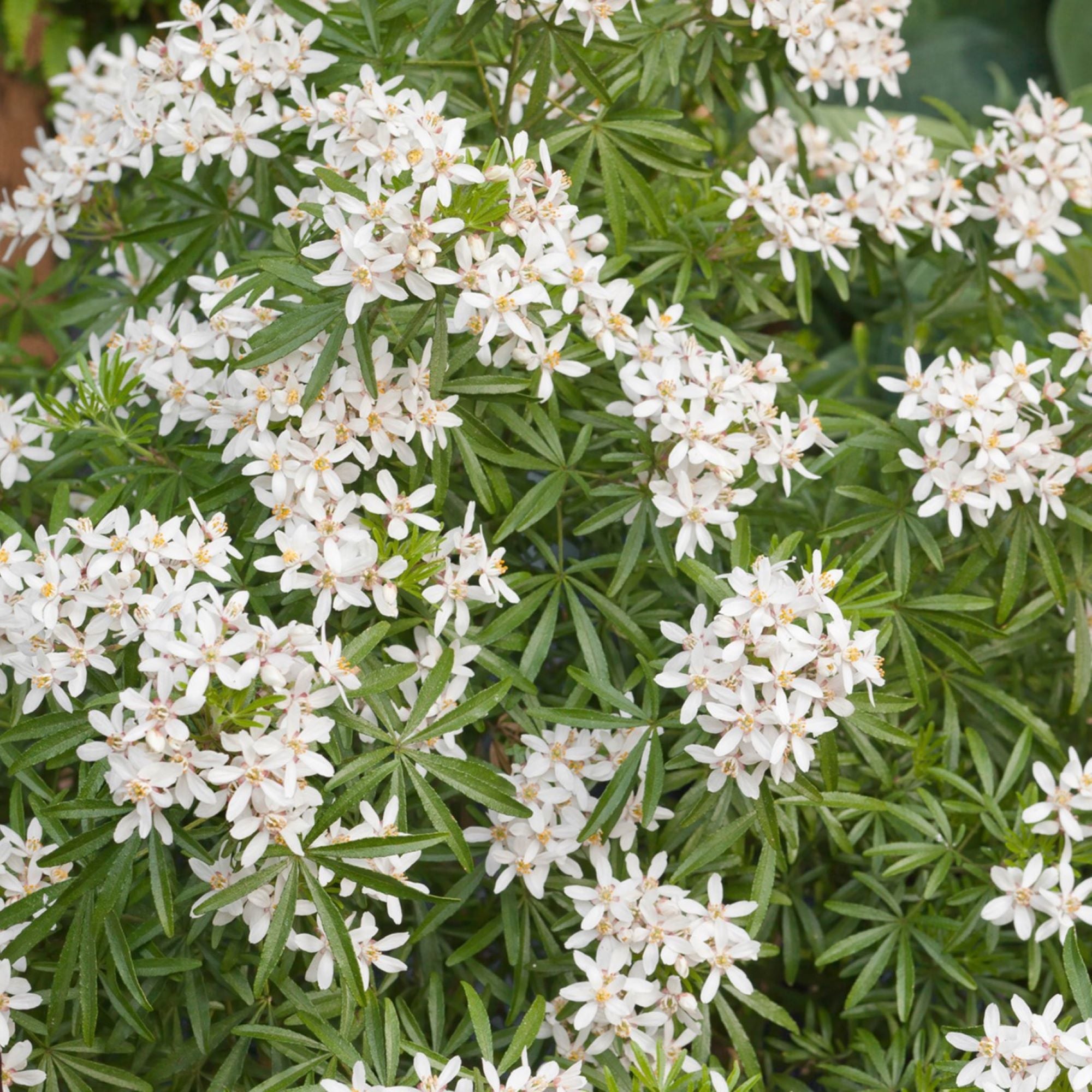 Shrub Plants