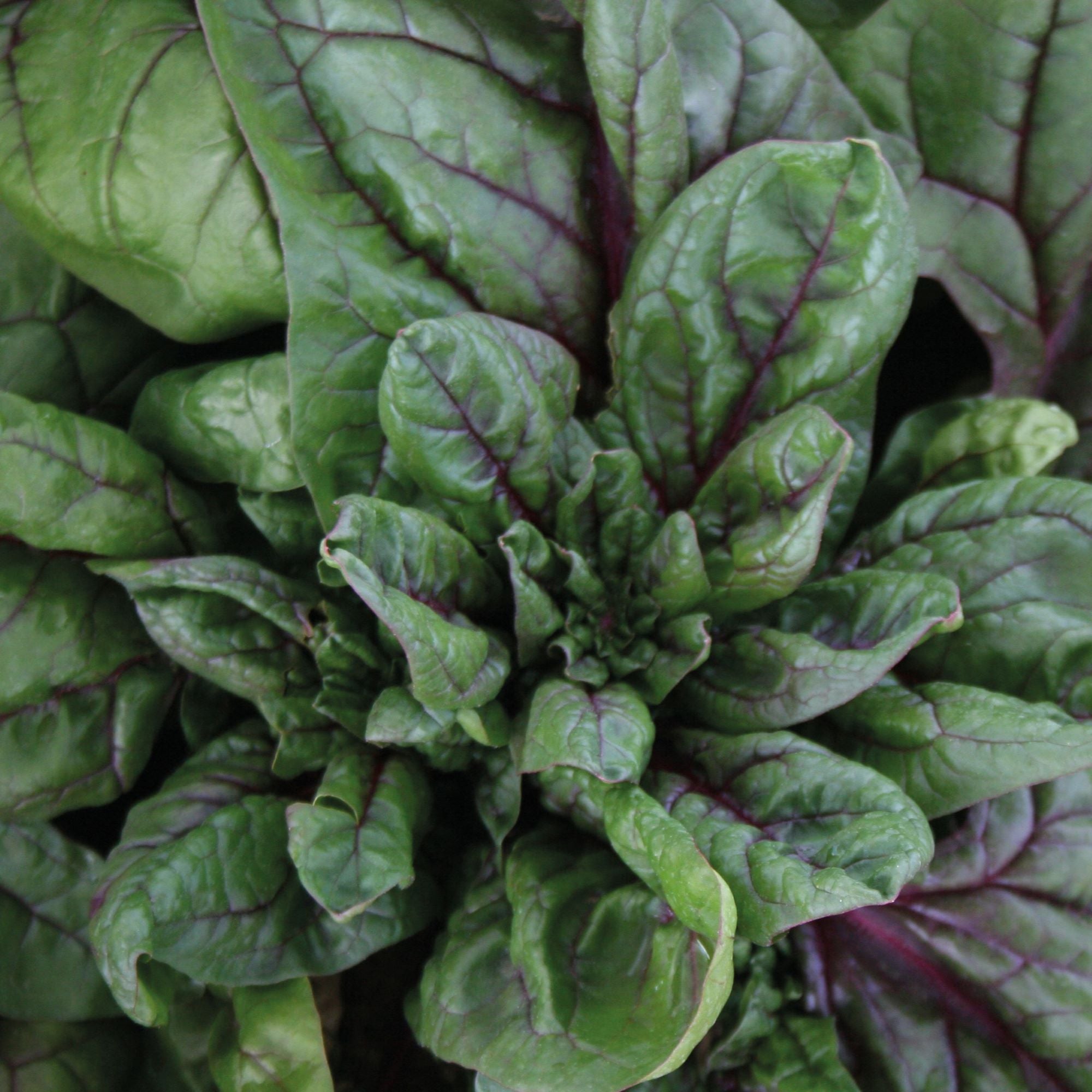 Spinach Seeds