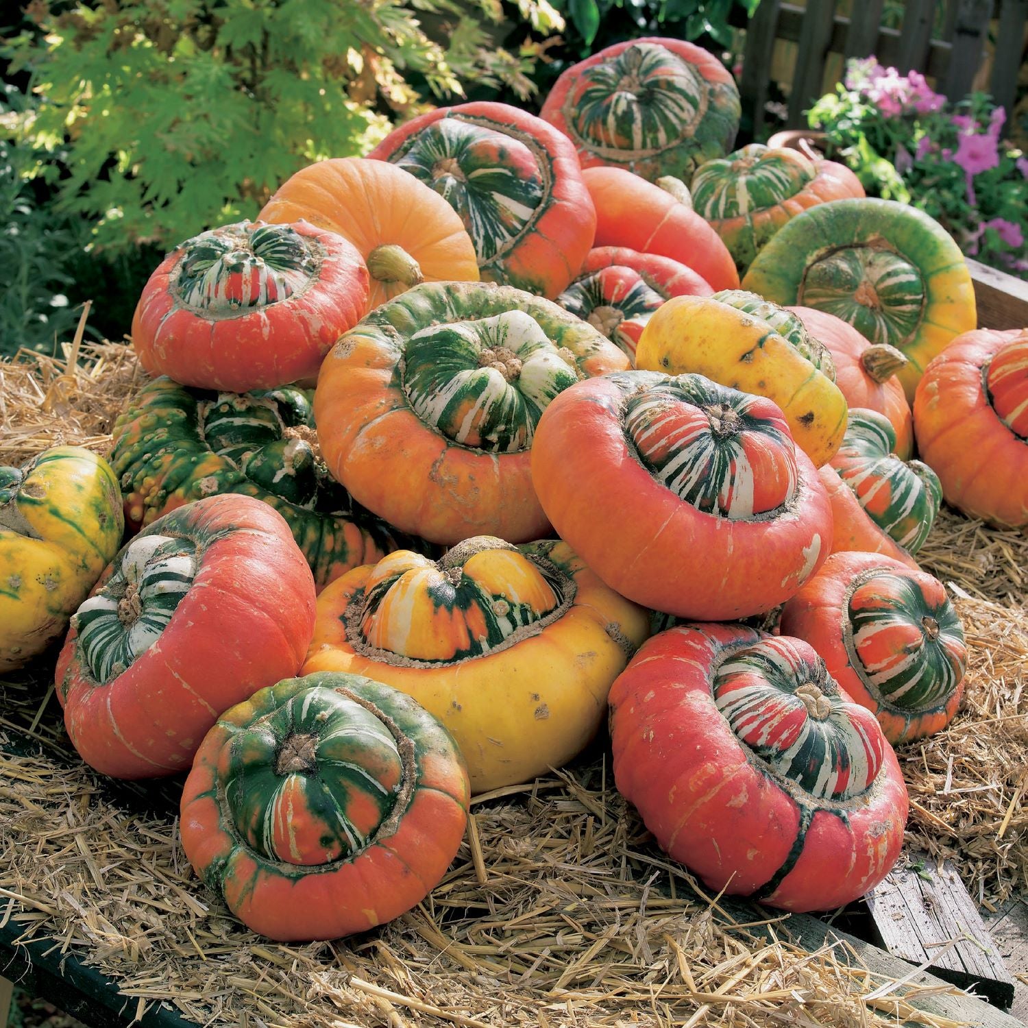 Pumpkin and Squash Seeds