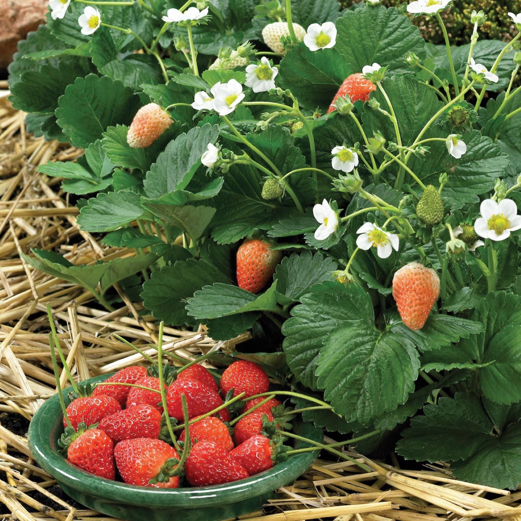 Strawberry Seeds