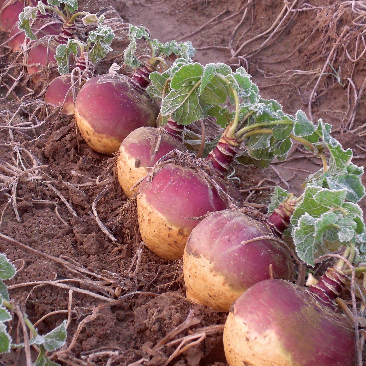 Swede Plants