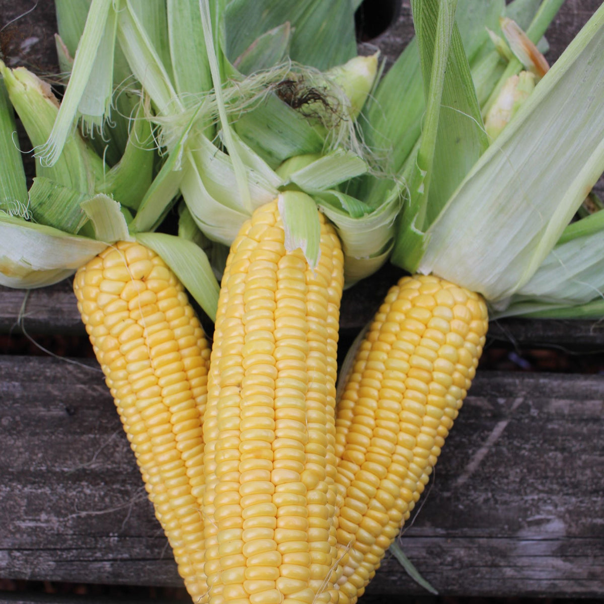 Sweet Corn Plants