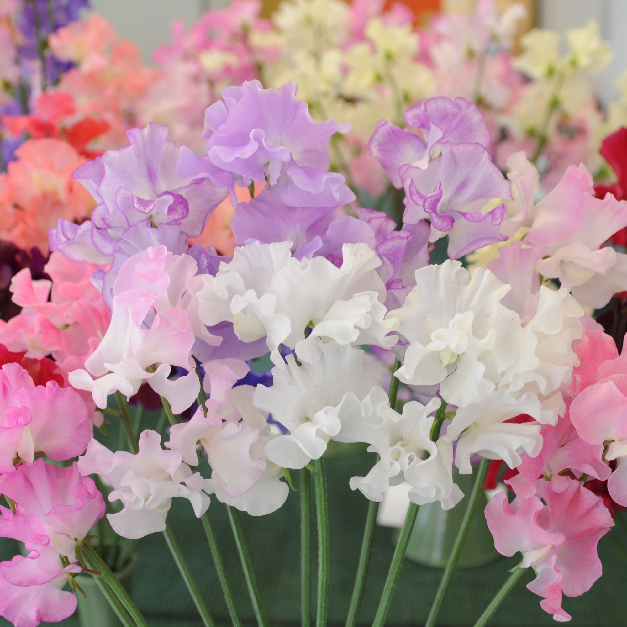 Sweet Pea Plants