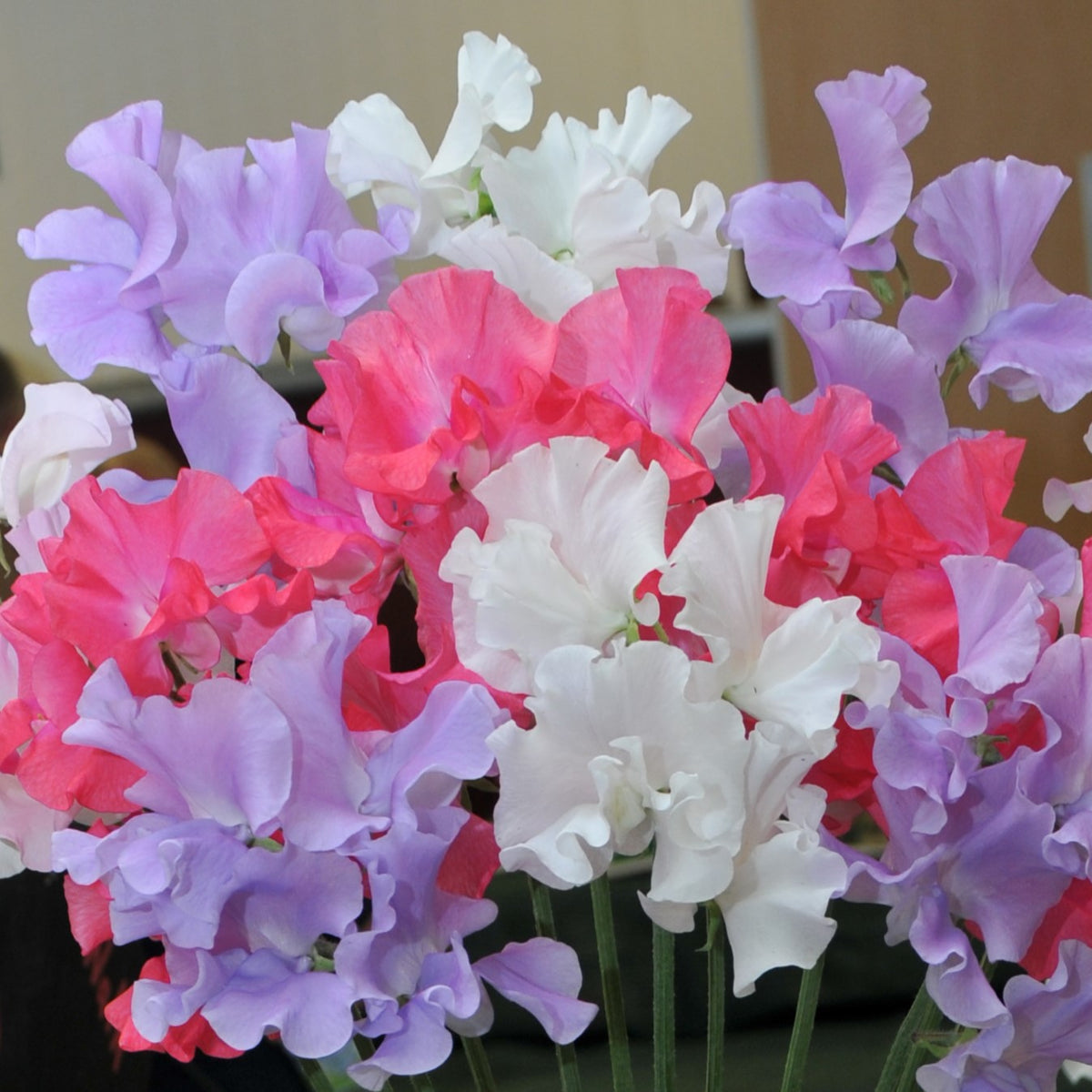 Sweet Pea Seeds
