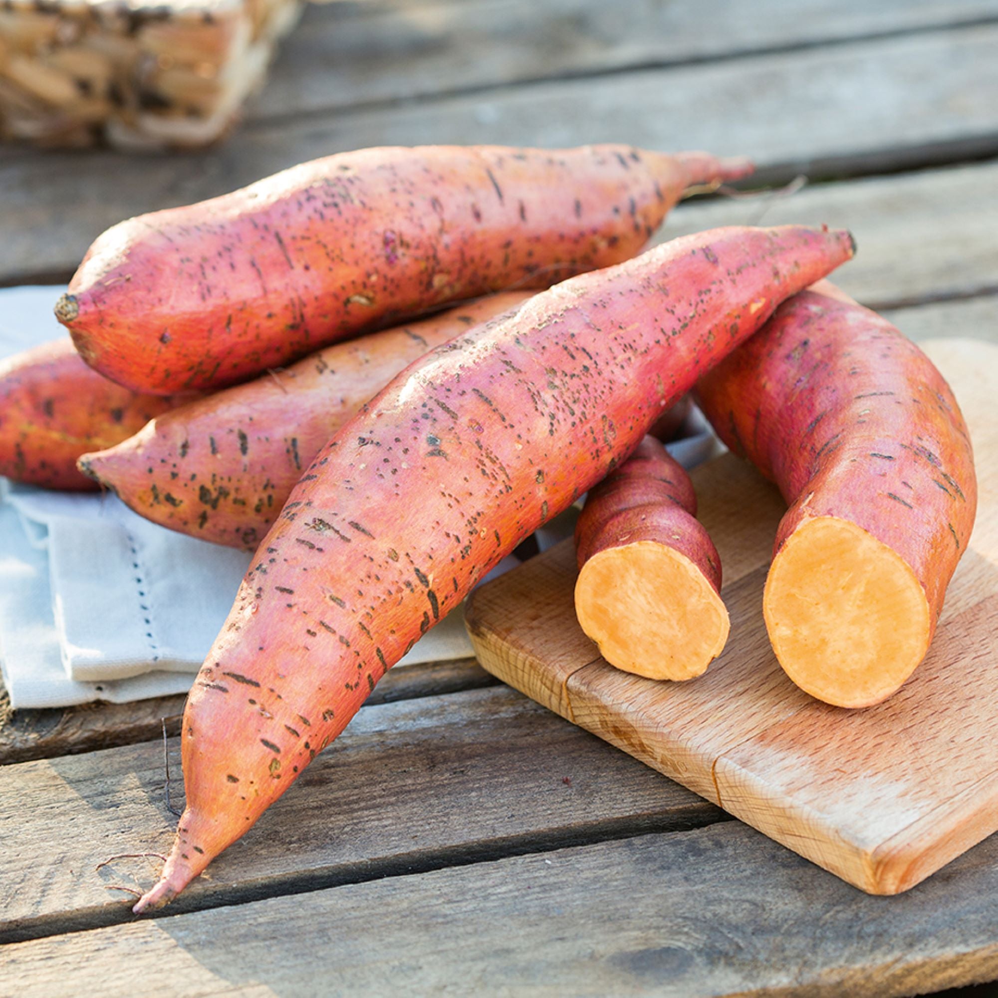 Sweet Potato Plants