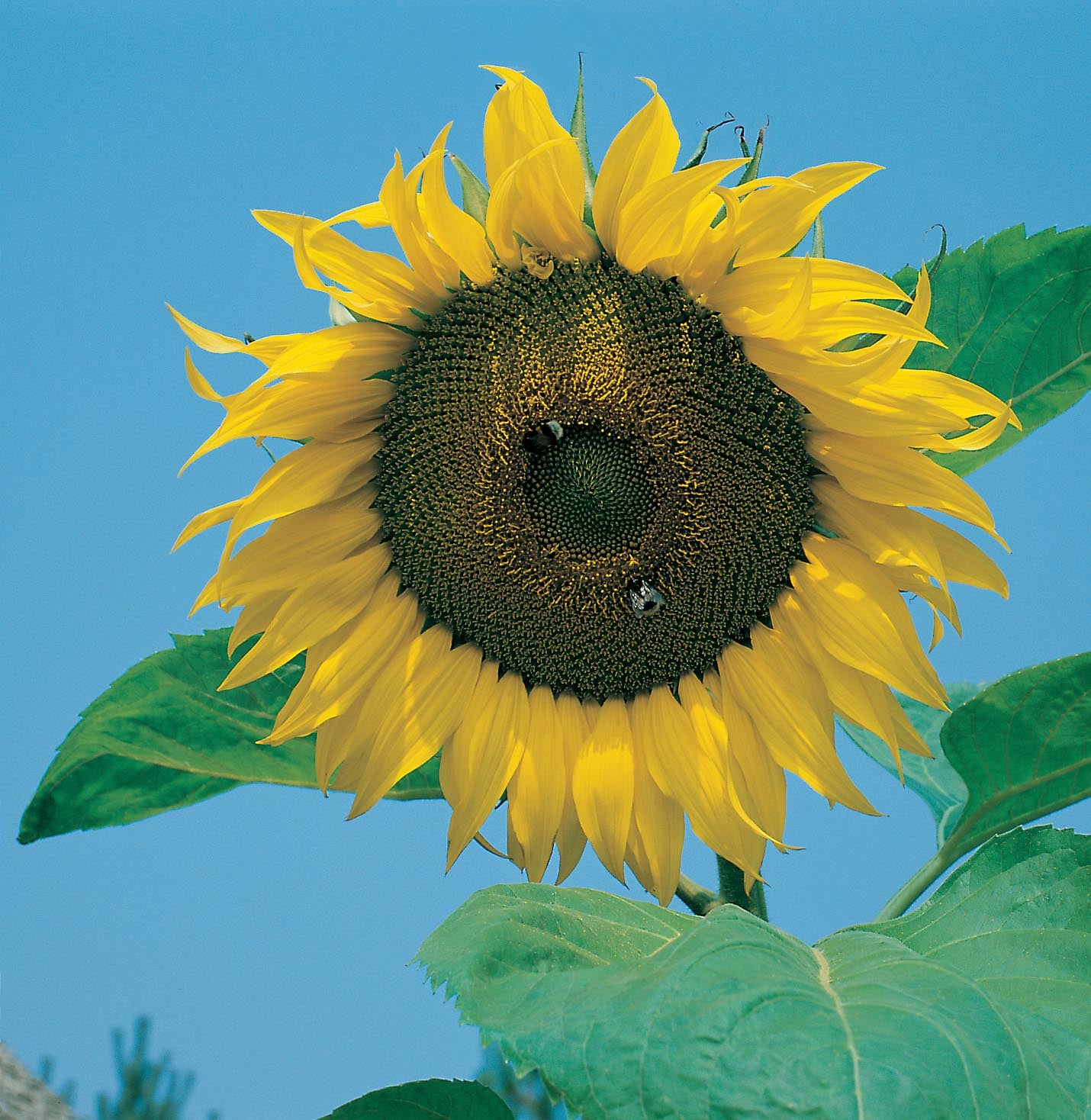 Tall Flower Seeds