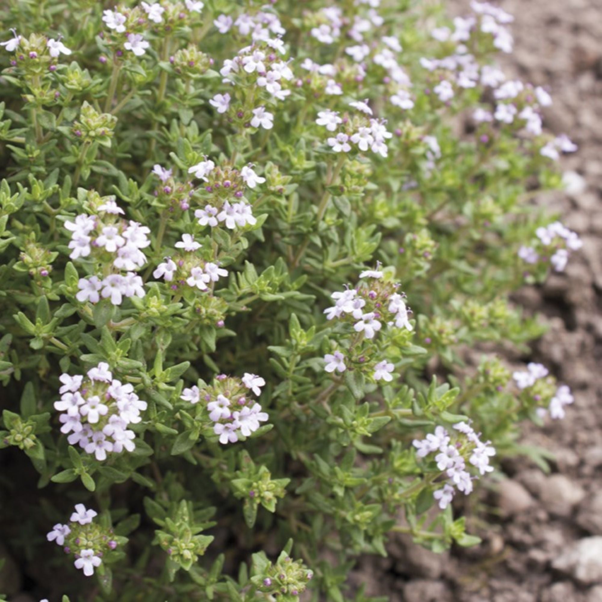 Thyme Plants