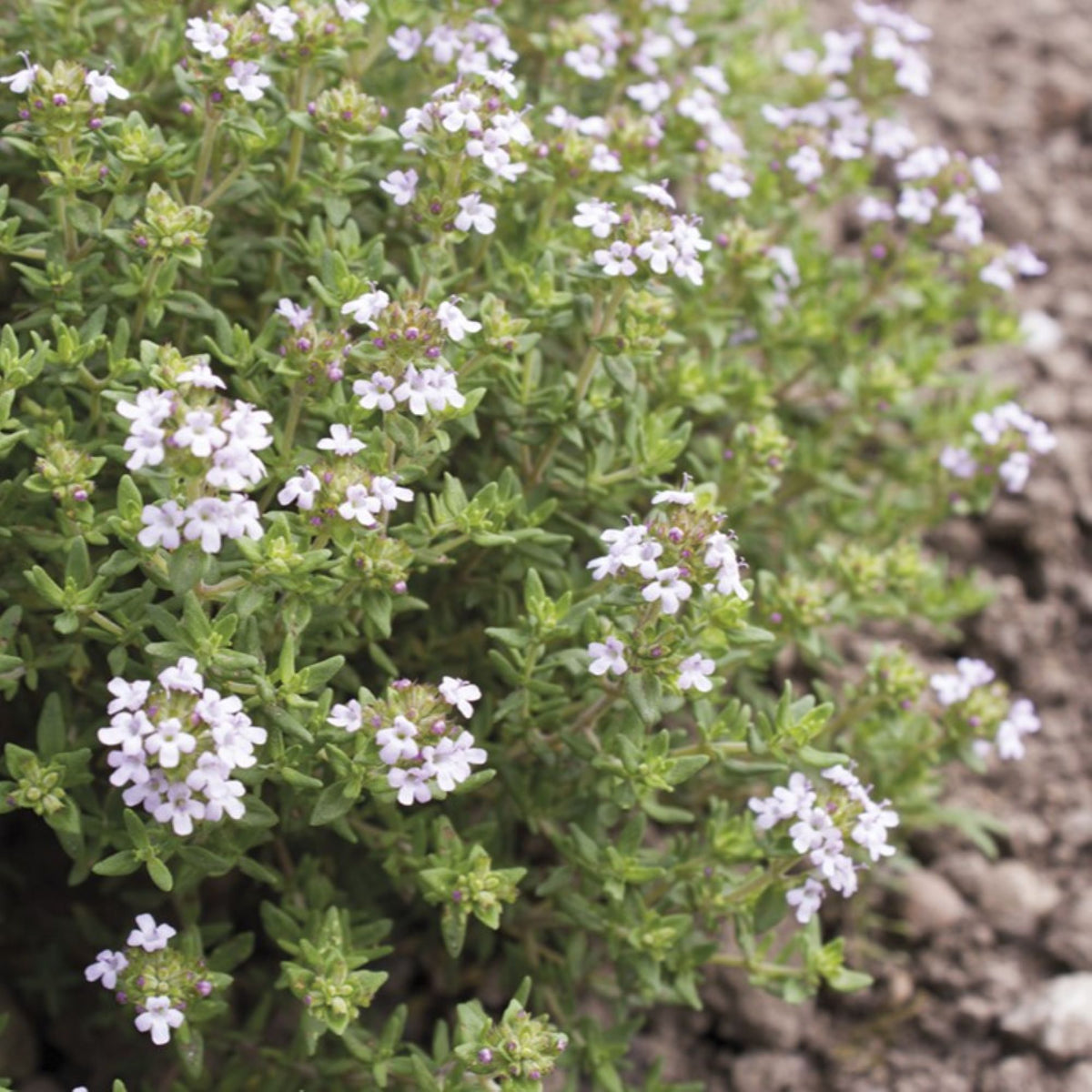 Thyme Seeds