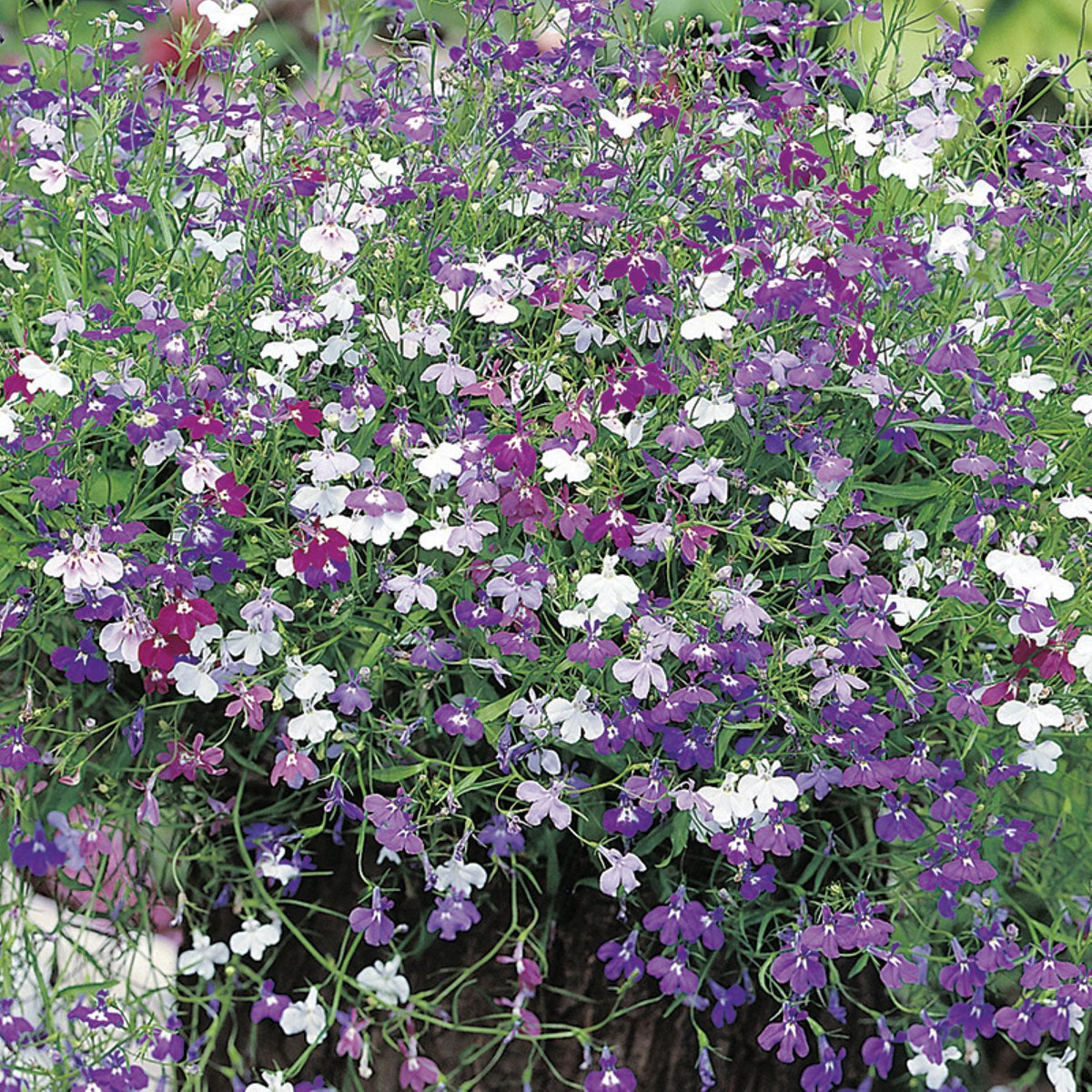 Trailing Flower Seeds