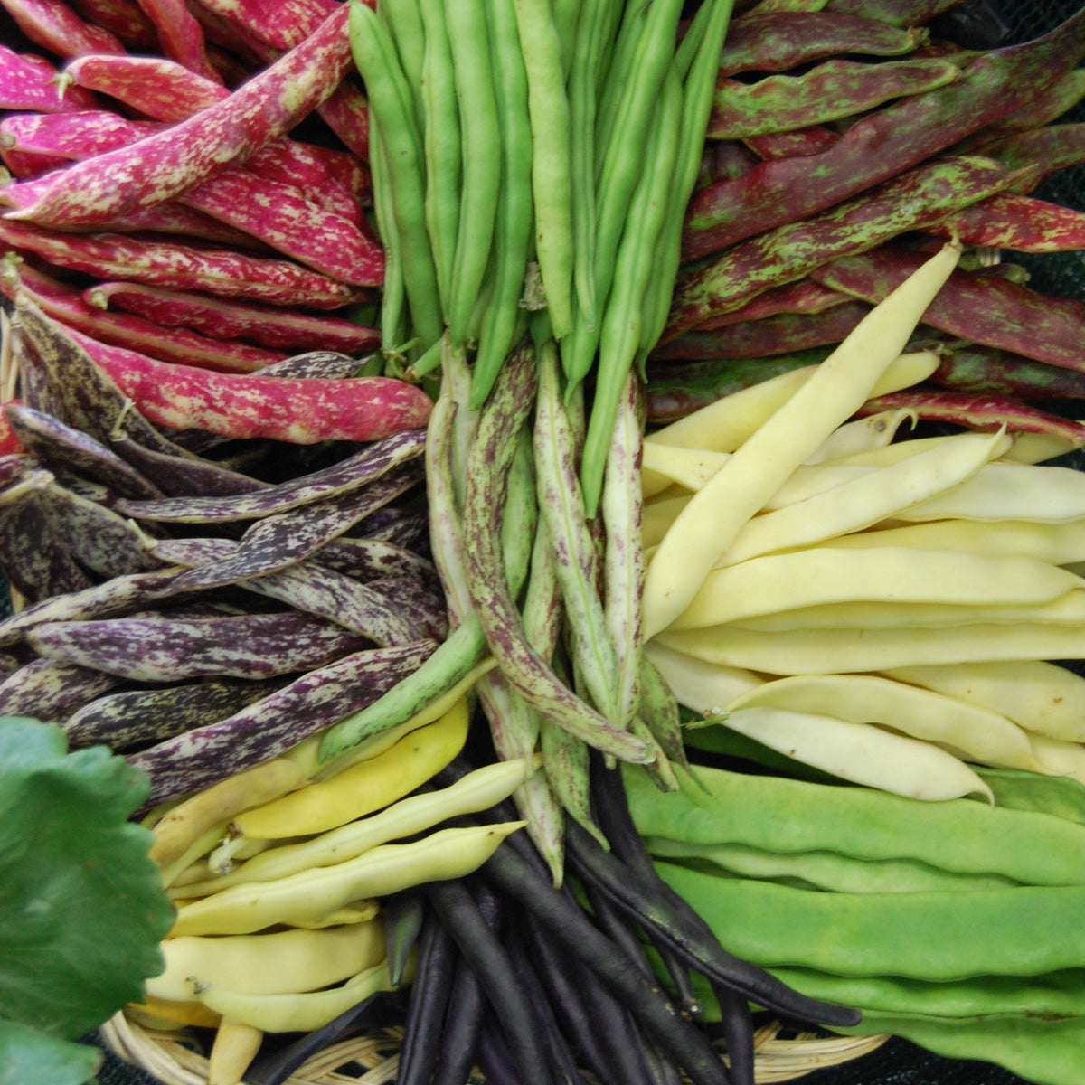 Unusual Bean Seeds
