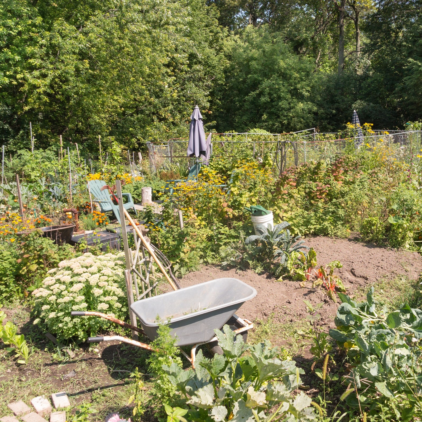 Veg bed / Allotment