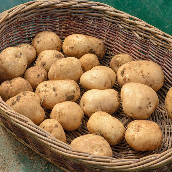 Waxy Potatoes