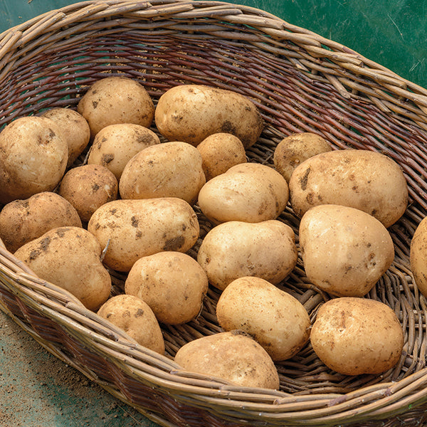 Waxy Potatoes