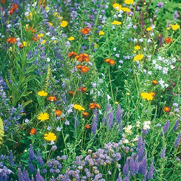 Wildflower Seeds