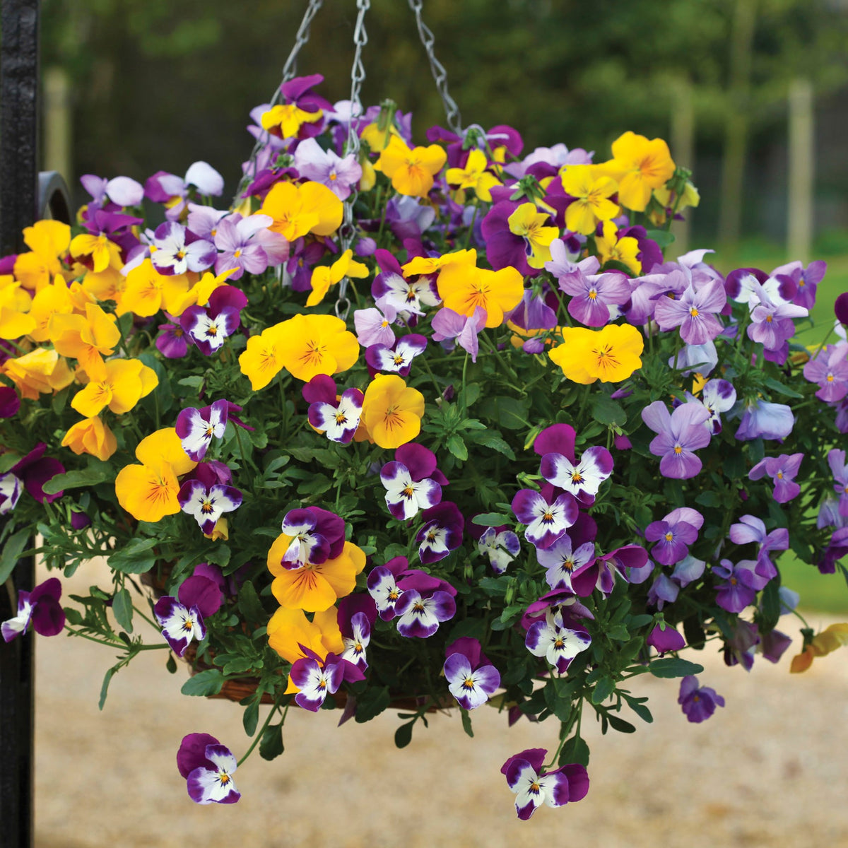 Flower Seeds for Winter Sowing
