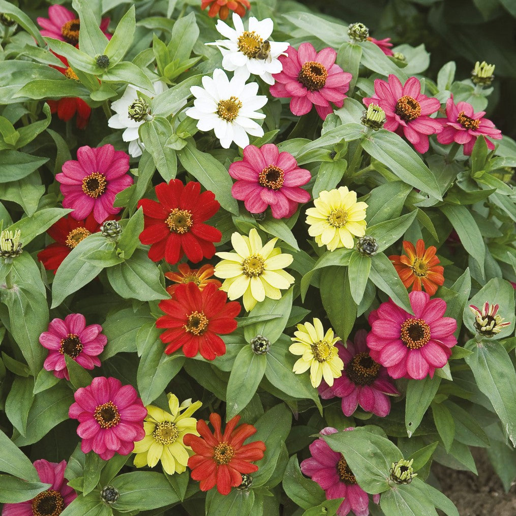 Zinnia Plants