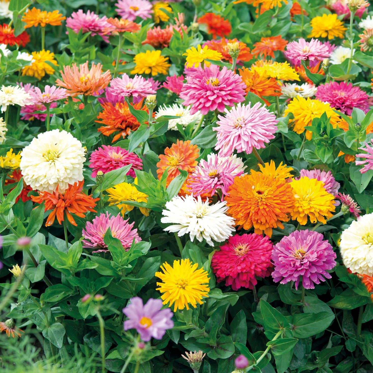 Zinnia Seeds