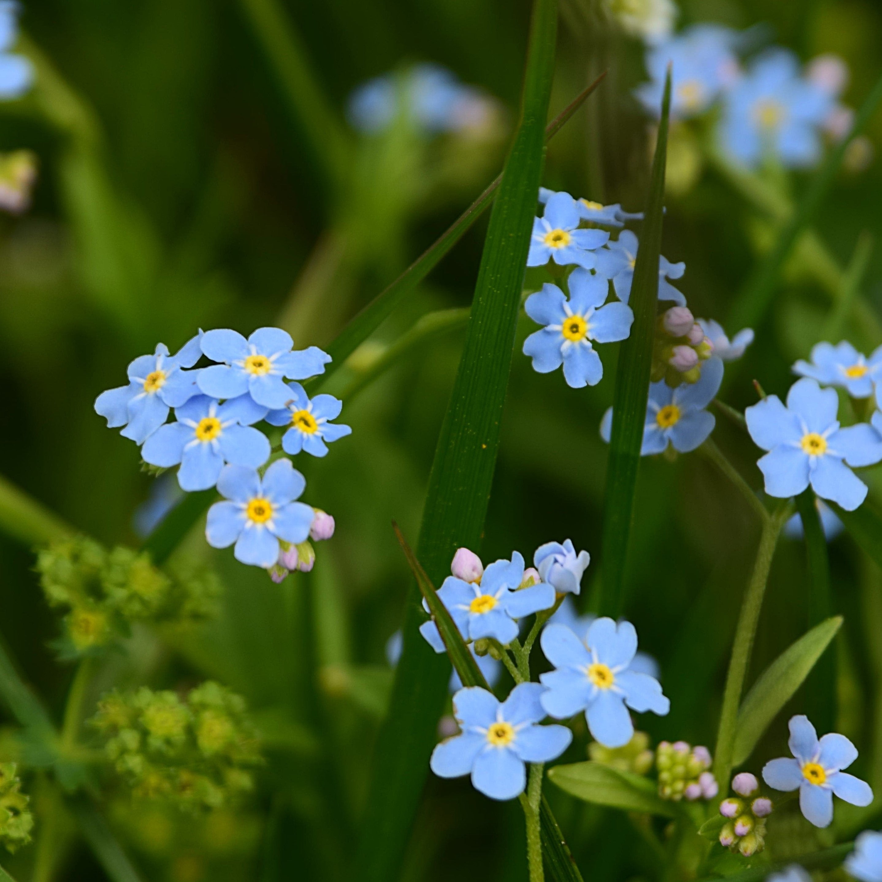 Blue flowers