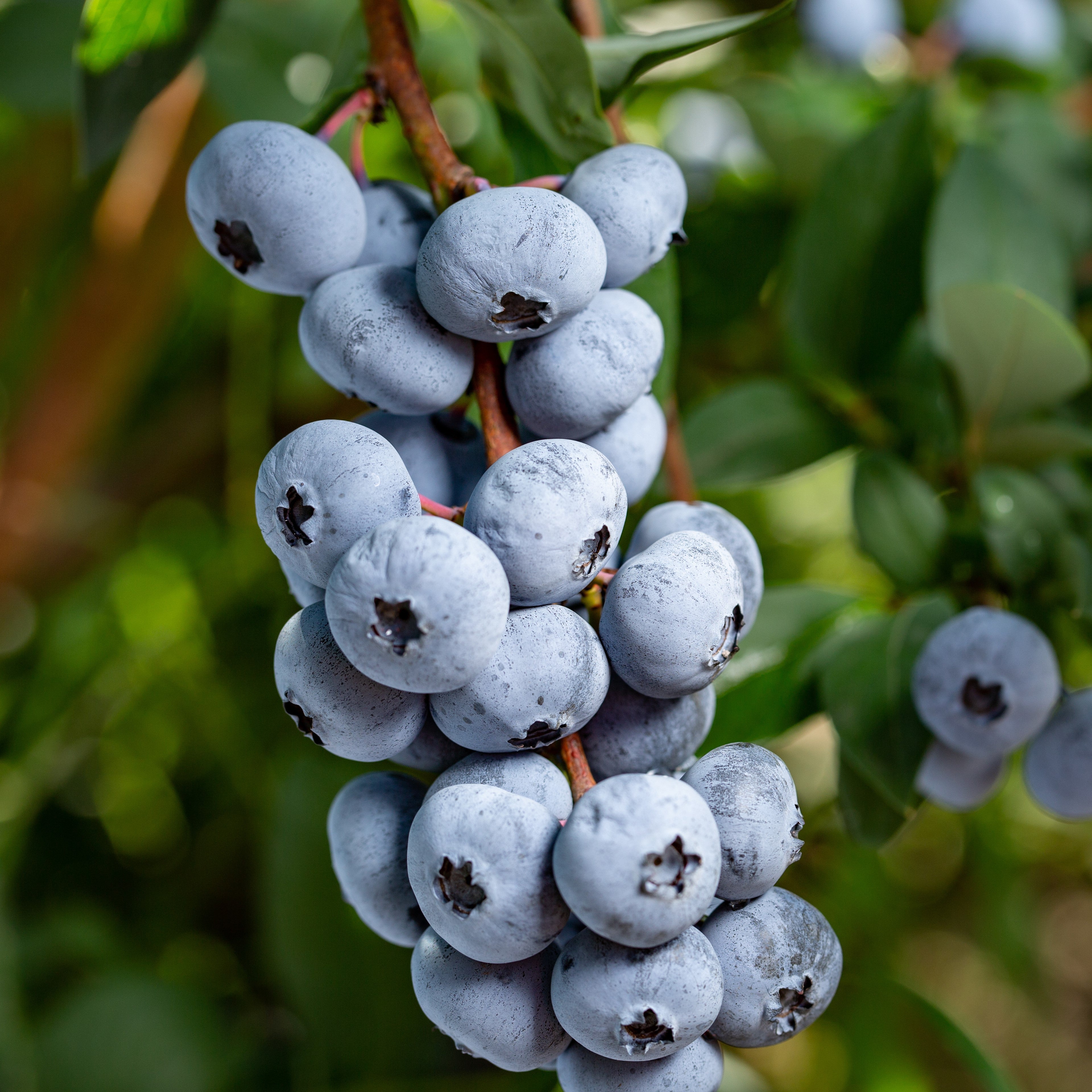 Blueberries