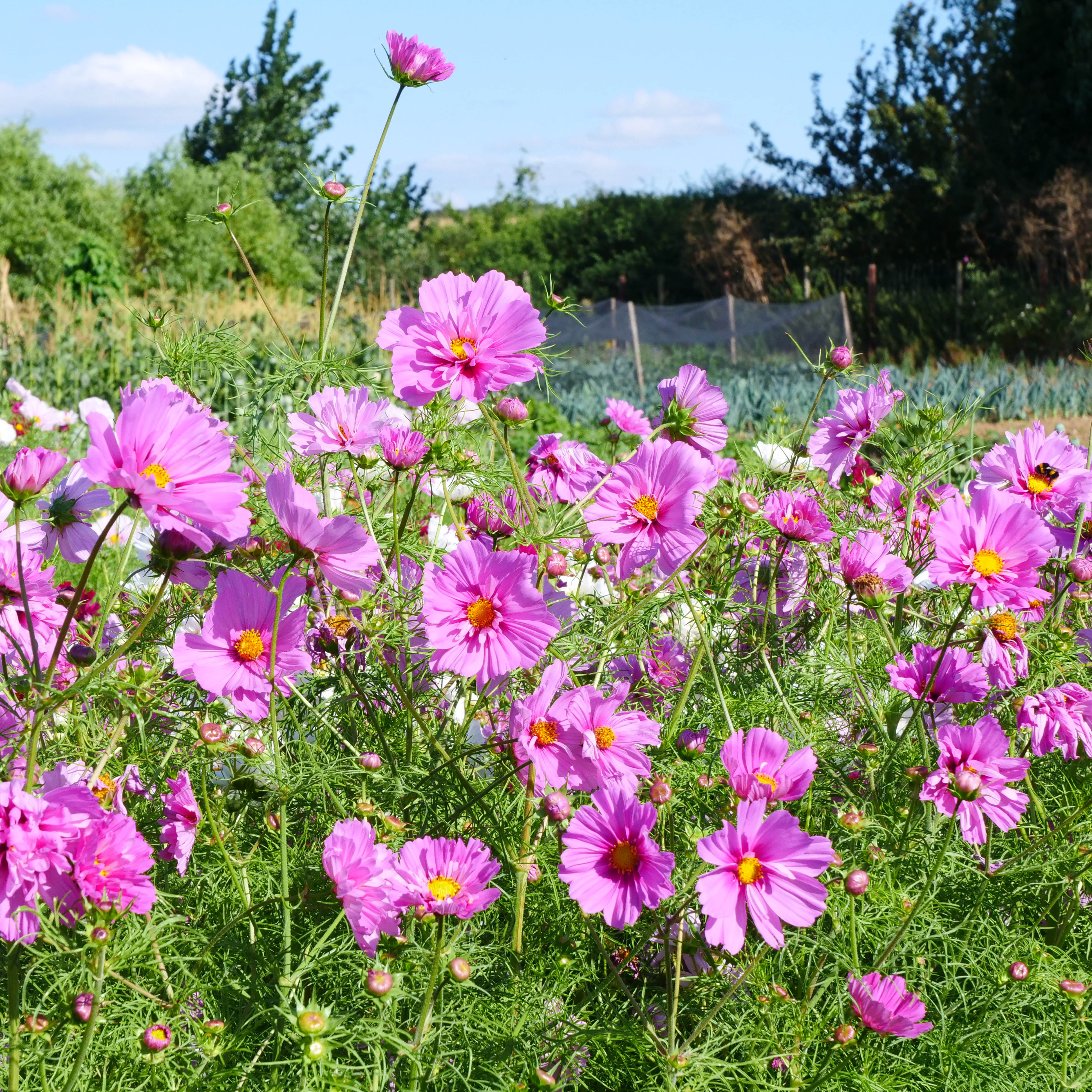 Cosmos Plants