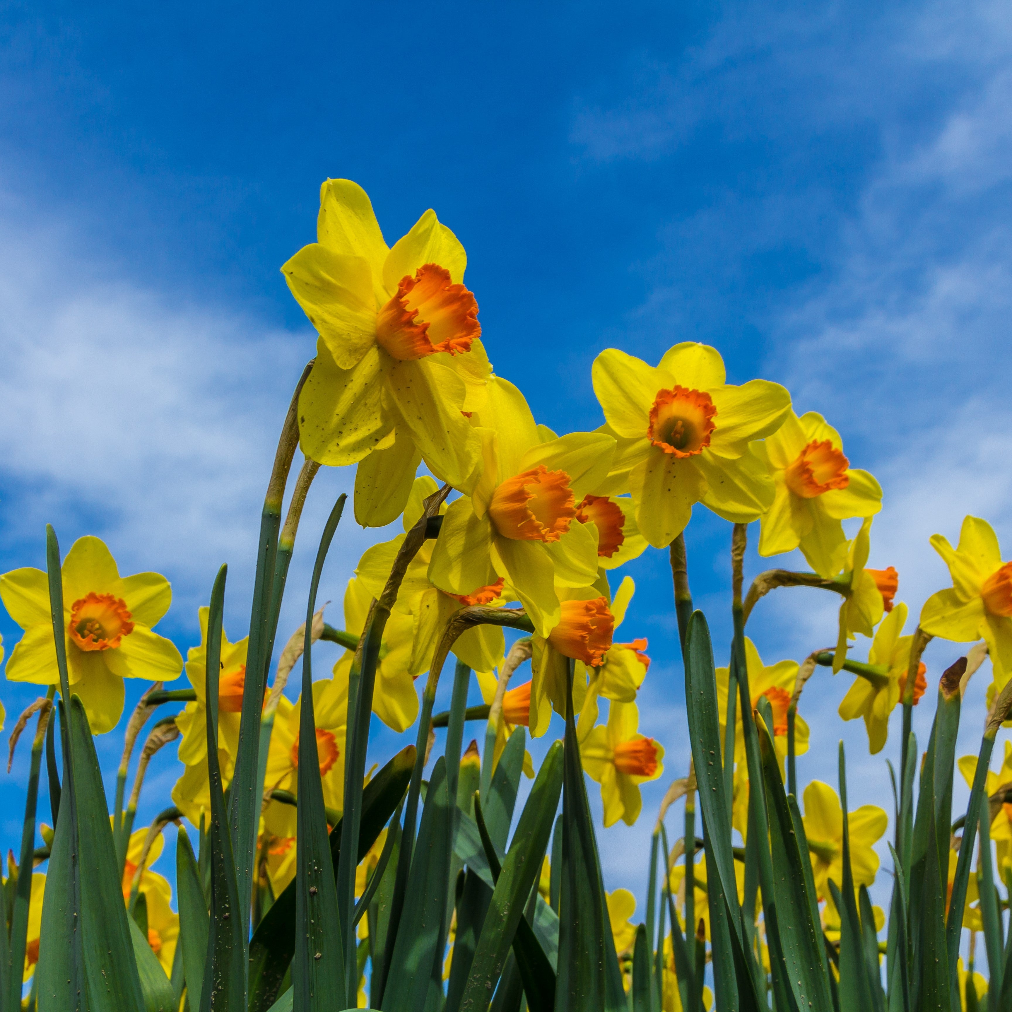 Daffodils