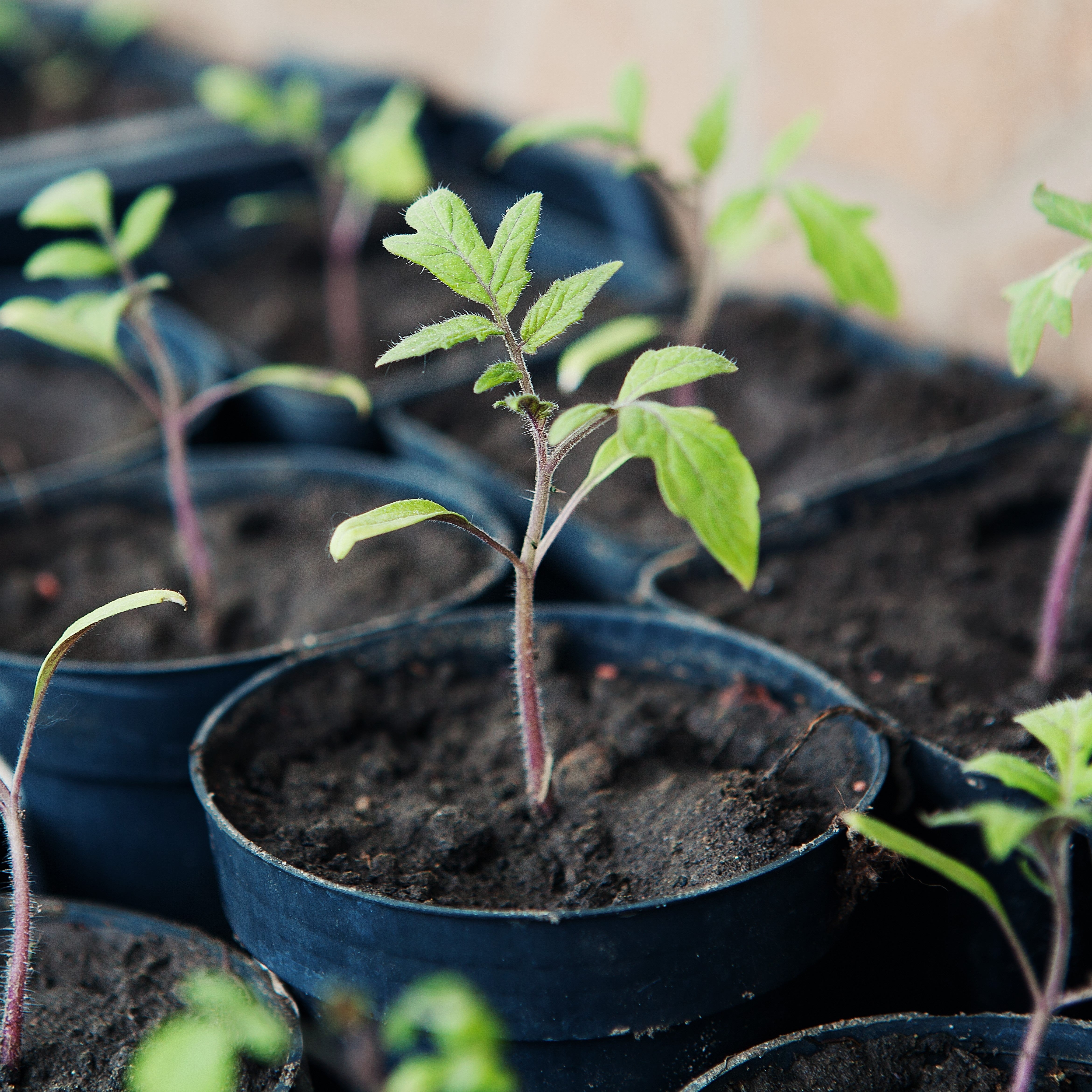 Flower and Vegetable seeds