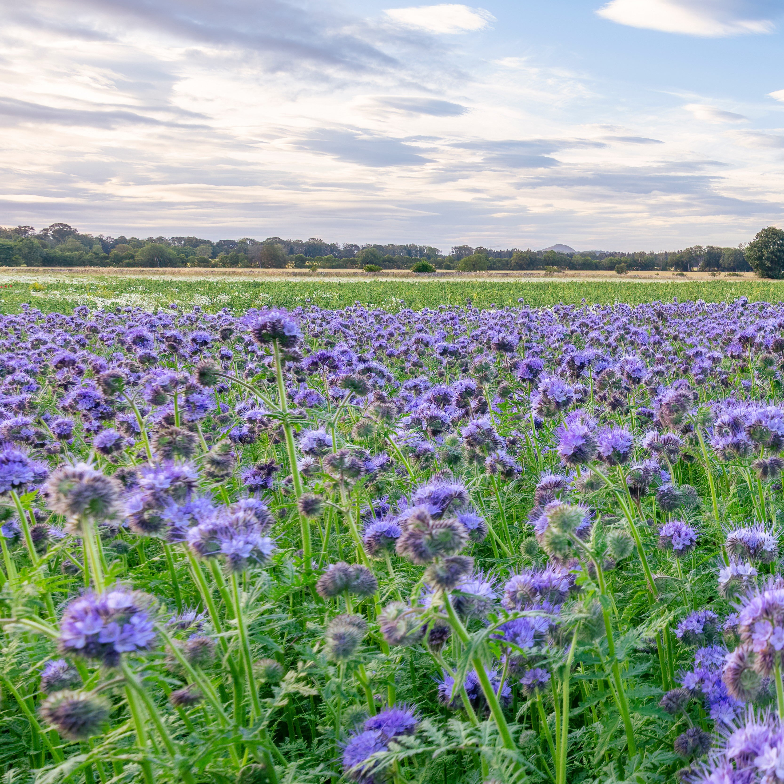 Green Manure Seeds