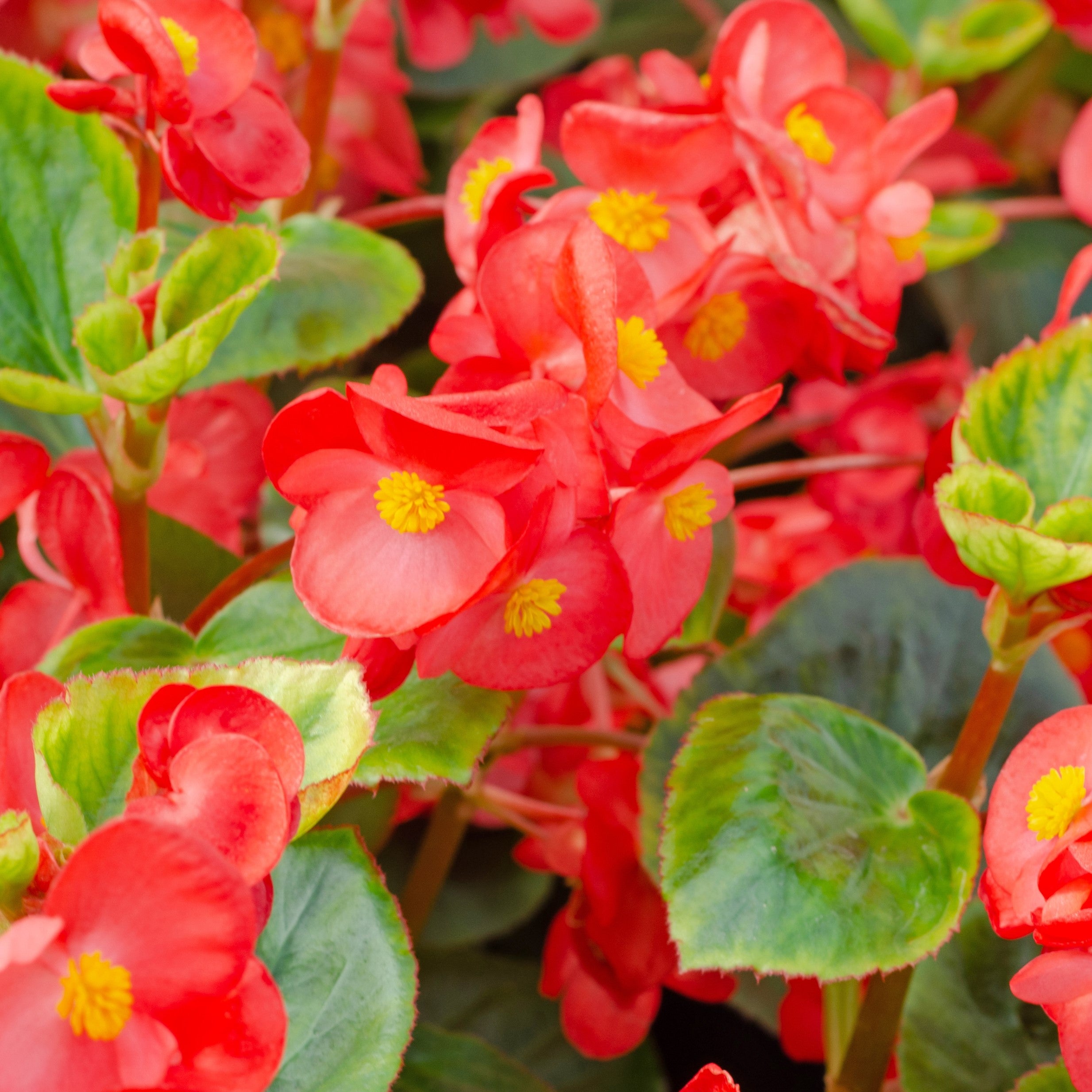 Half hardy perennials