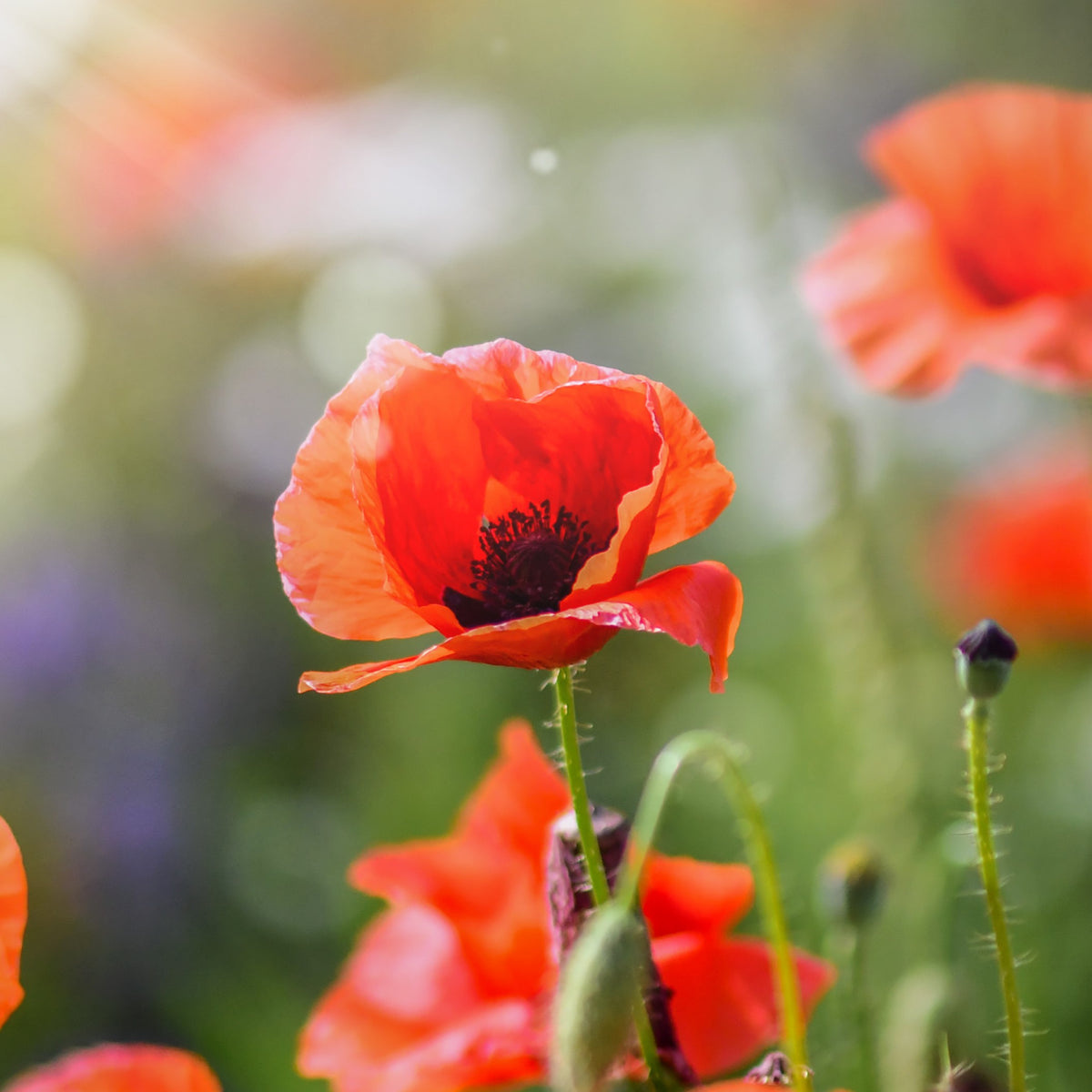 Hardy Annuals