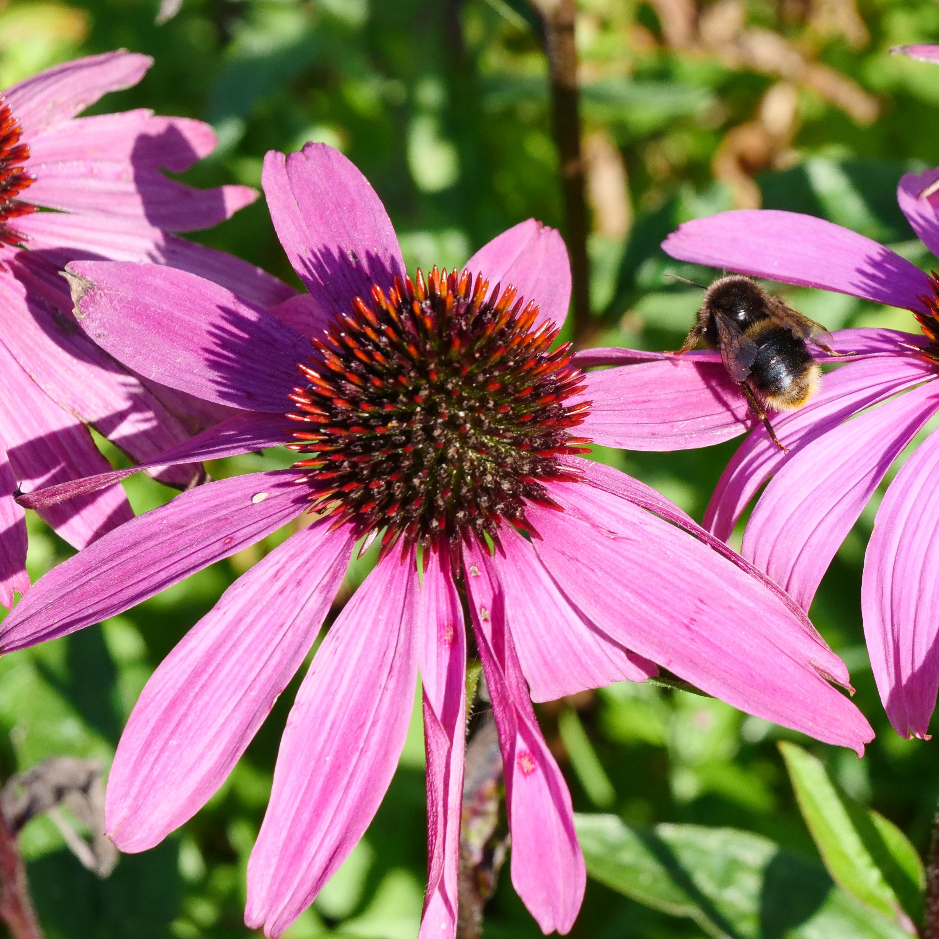 Hardy perennials