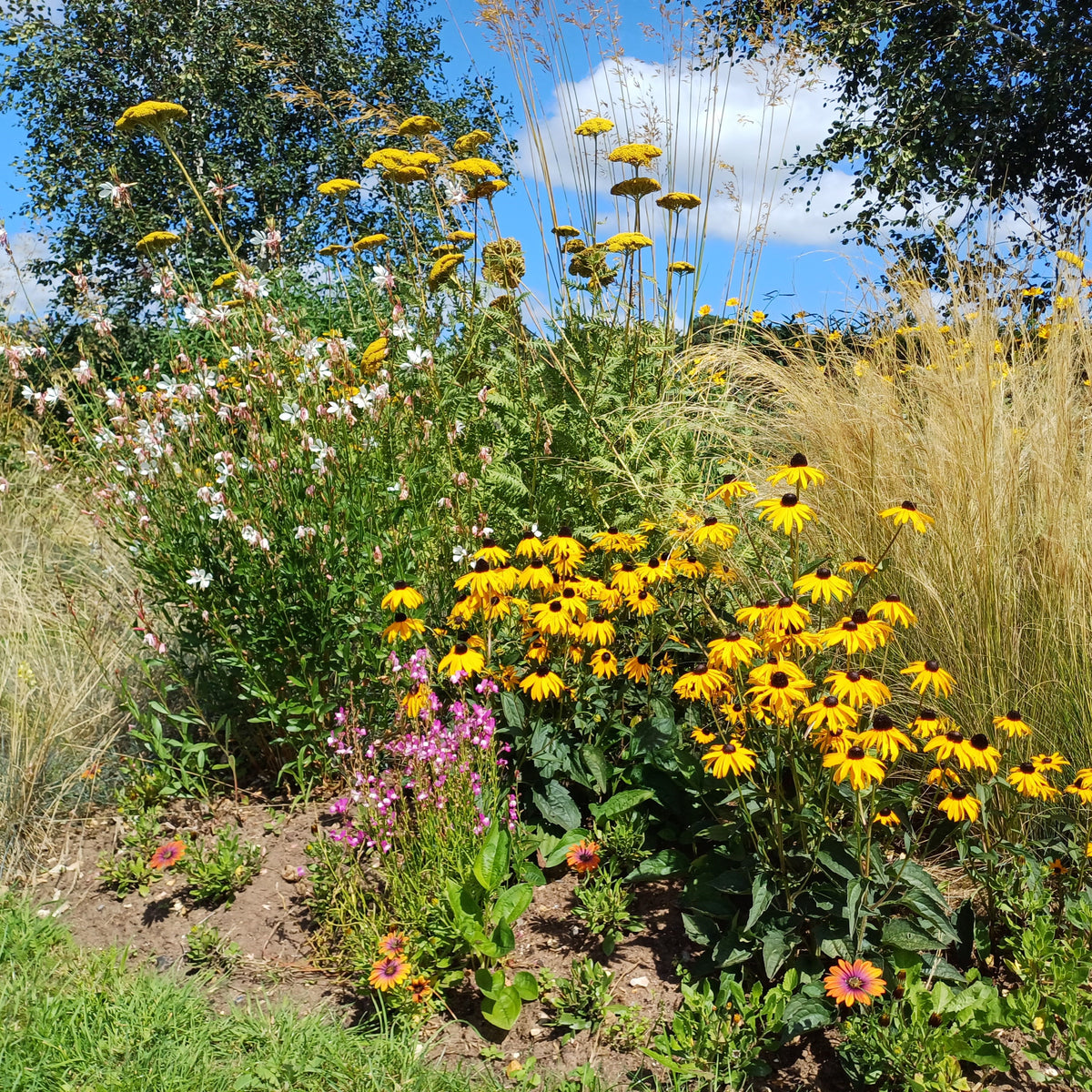 Low Maintenance Flowers