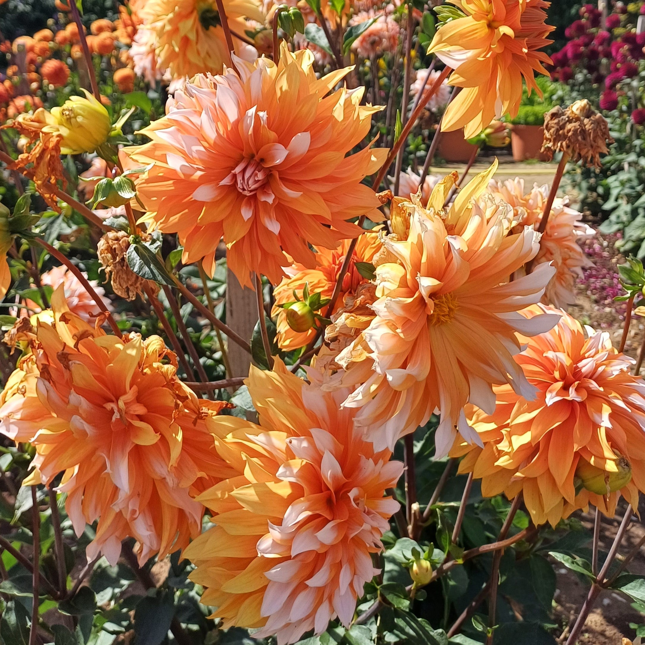 Orange flowers