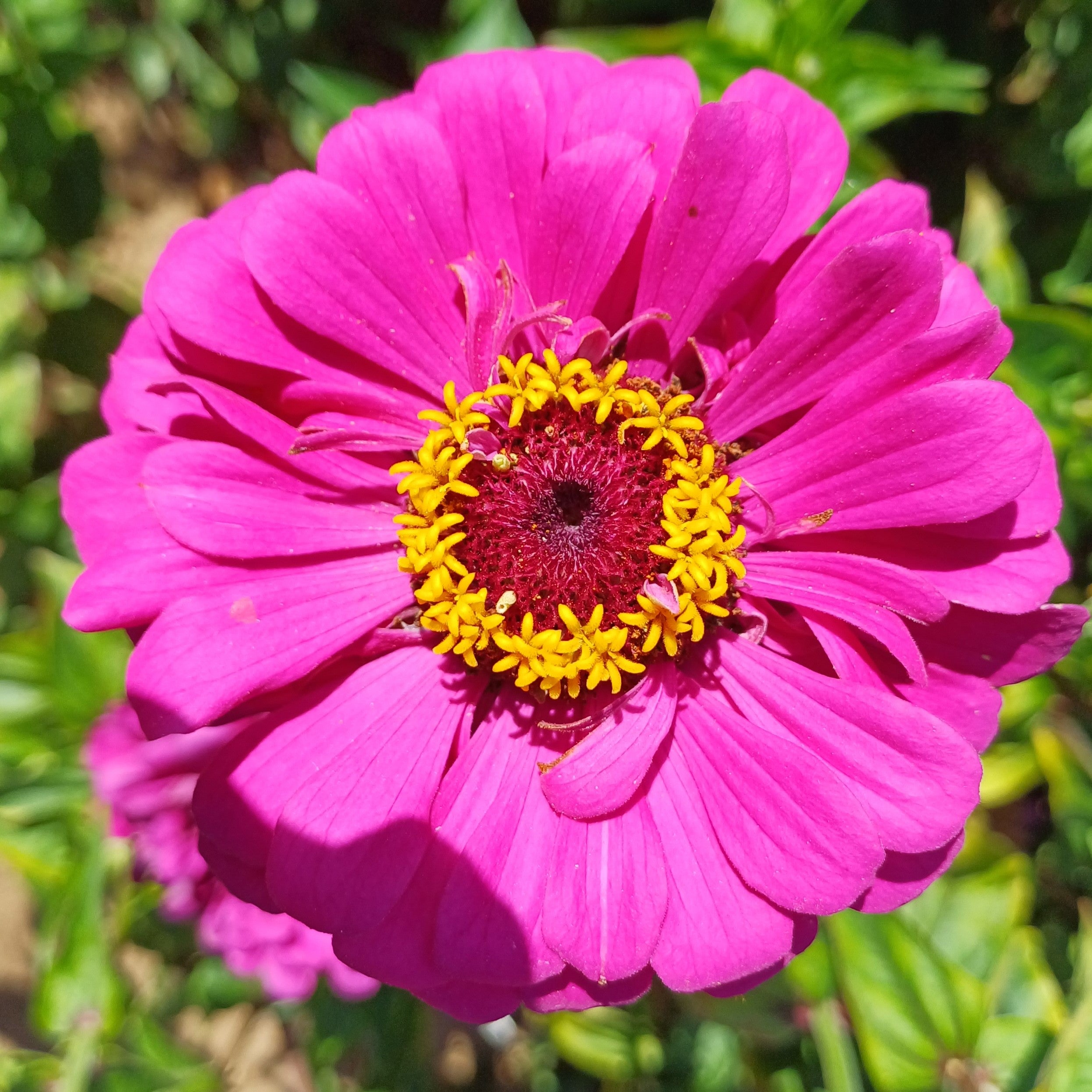 Pink flowers