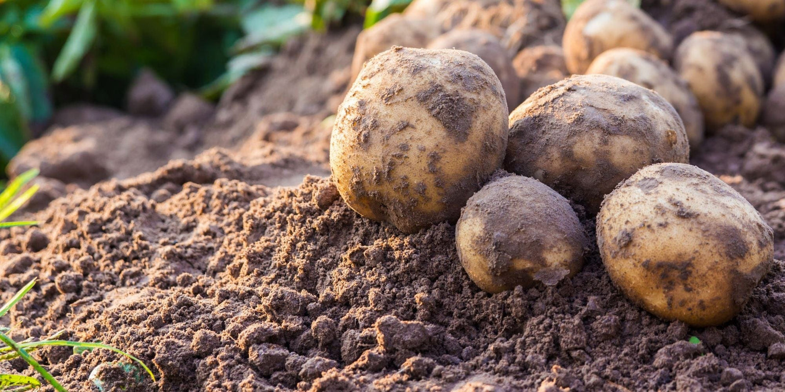15% Off Selected Potatoes