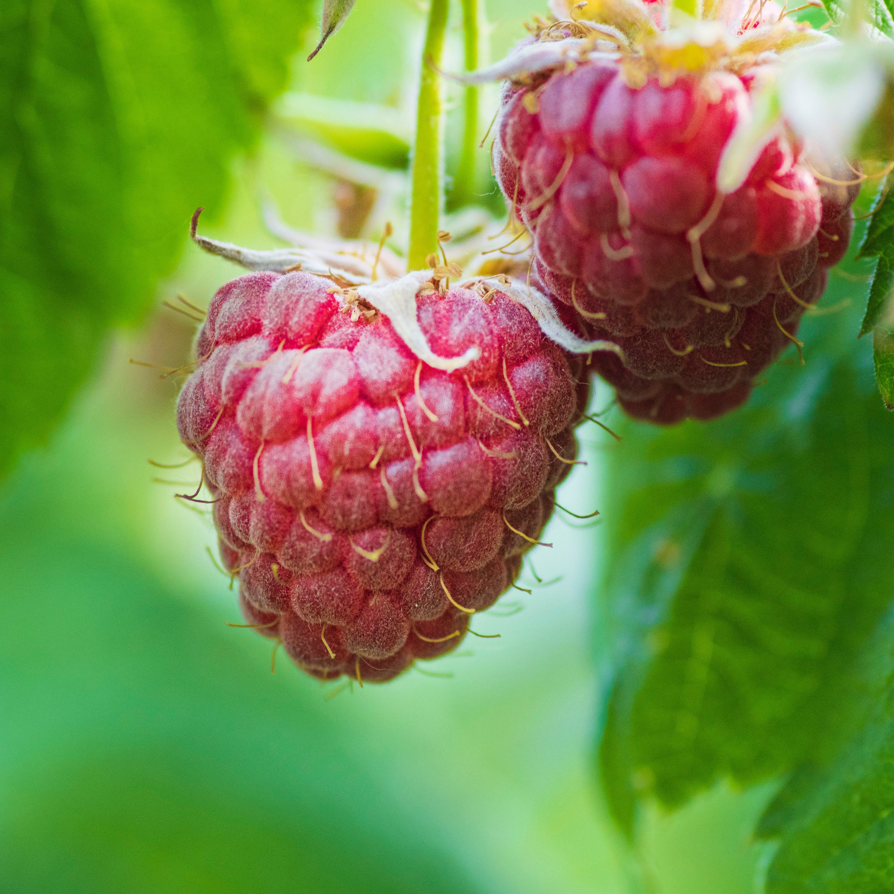 Raspberries