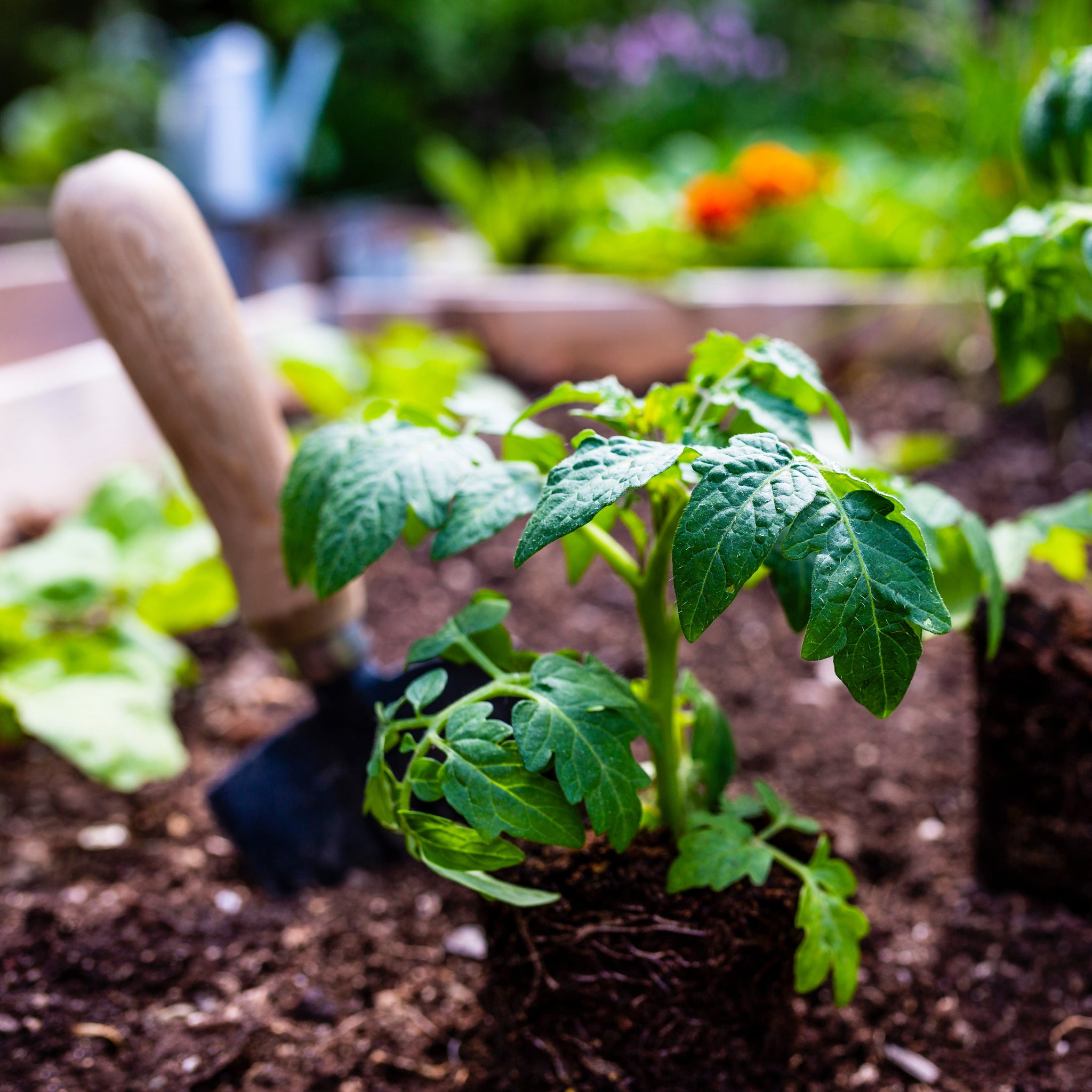 What to Plant Now Flowers & Veg to Plant Now D.T. Brown