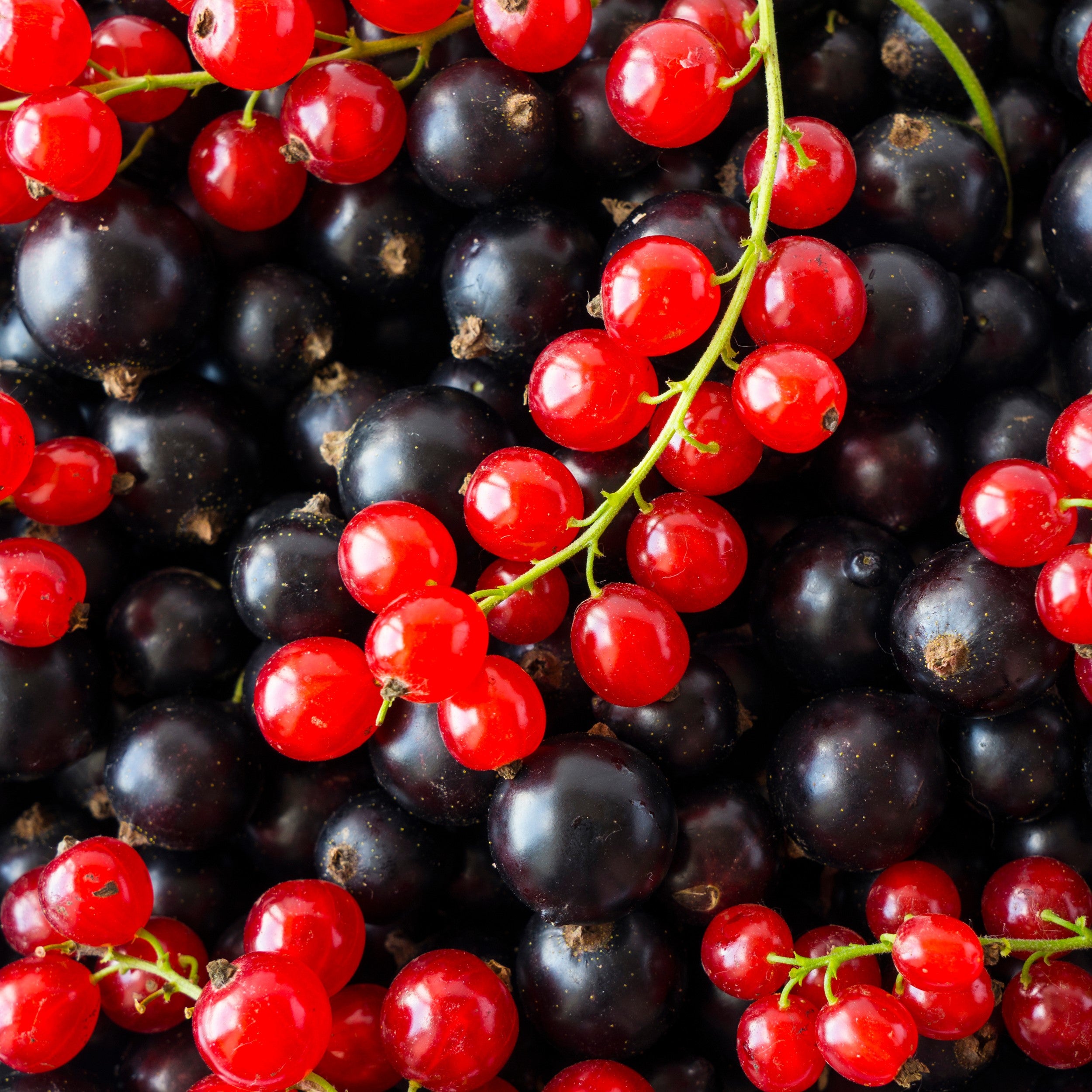 Black & Red Currant Bushes