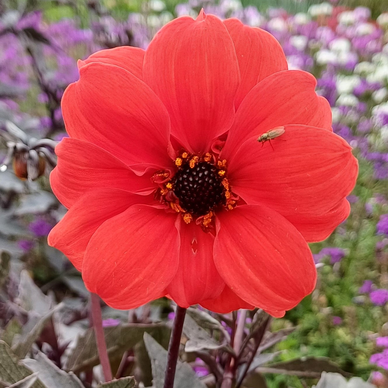 Red flowers