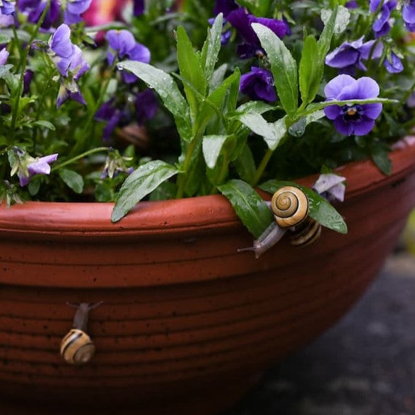 Slug and Snail Control