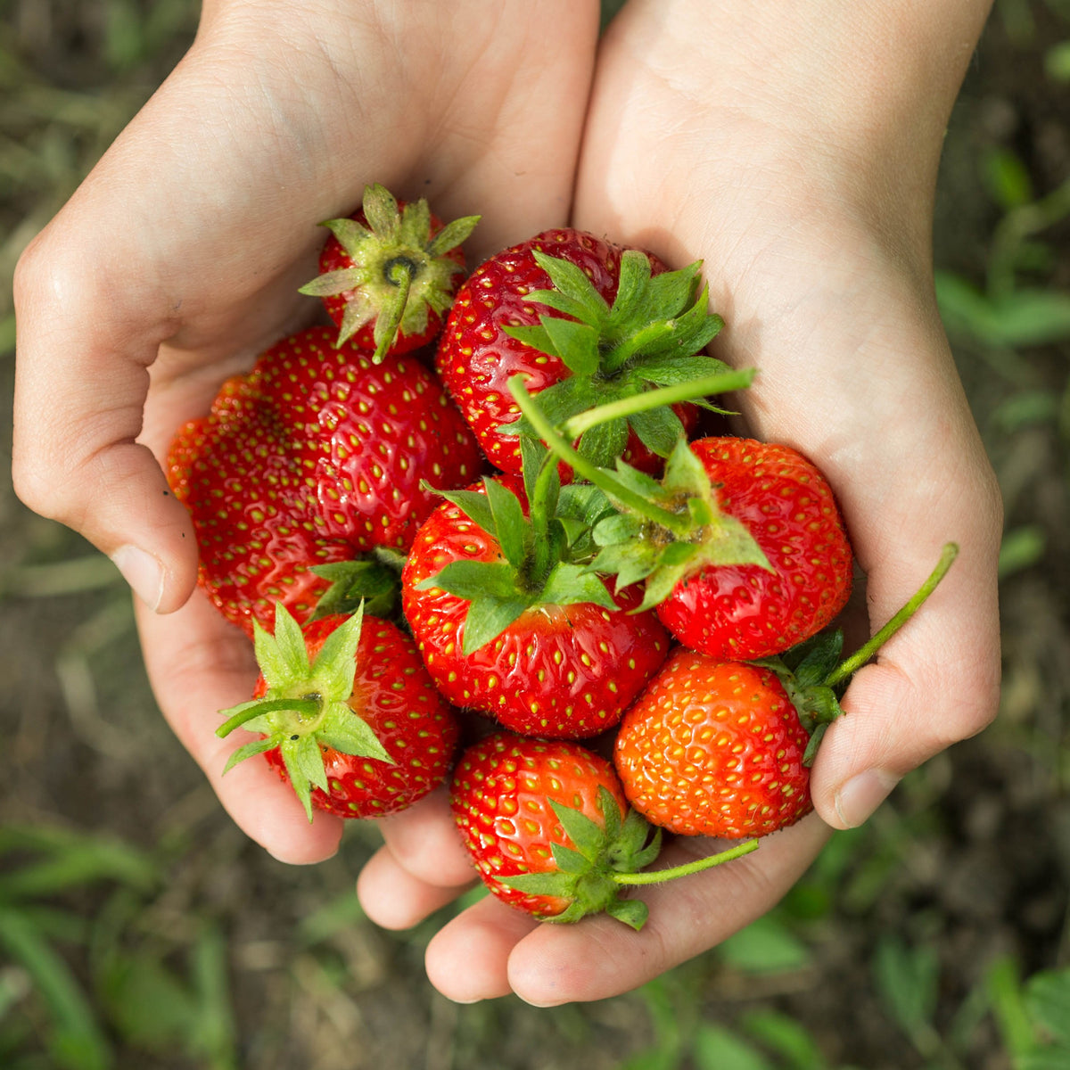 Strawberries