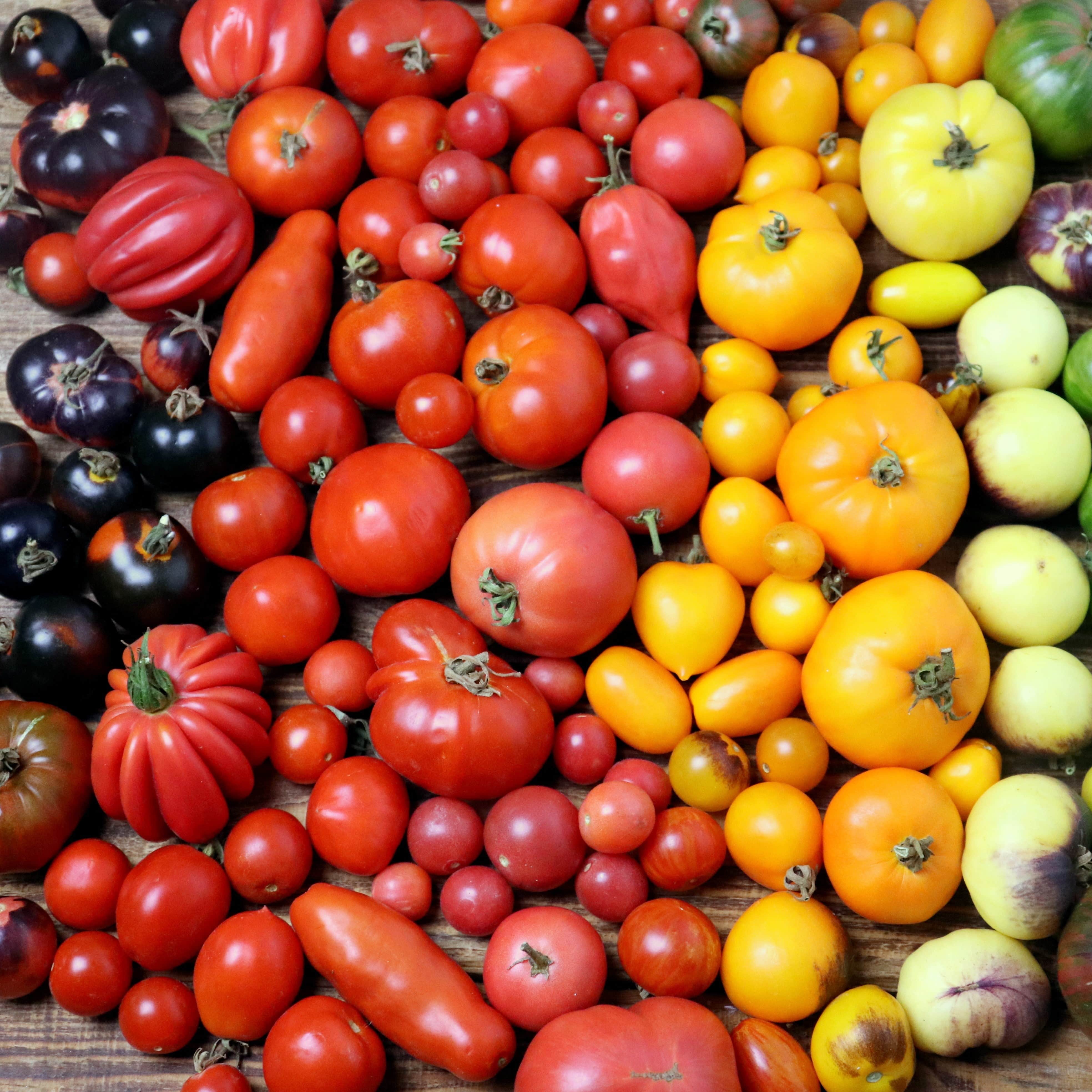 Grafted Tomato Plants