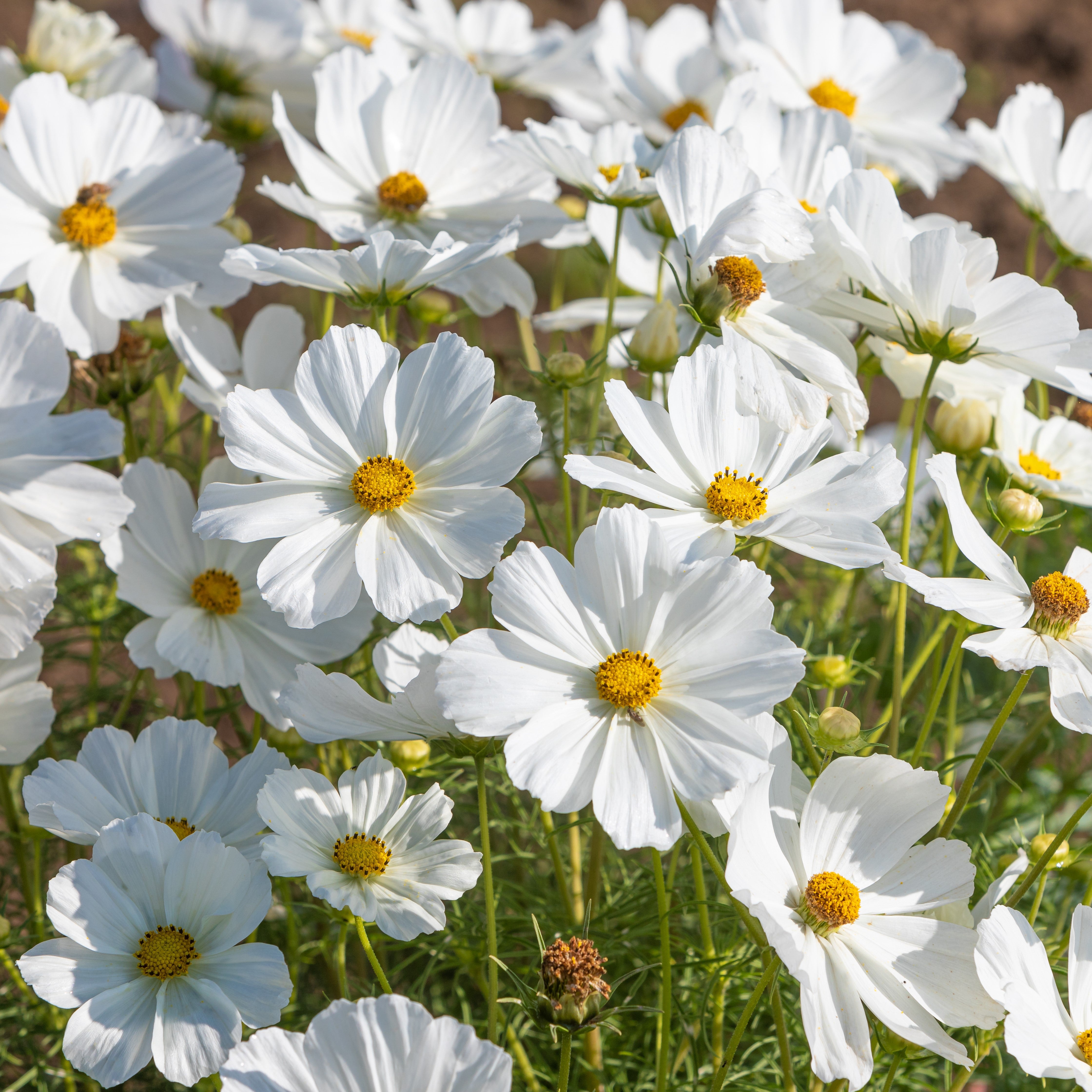 White flowers