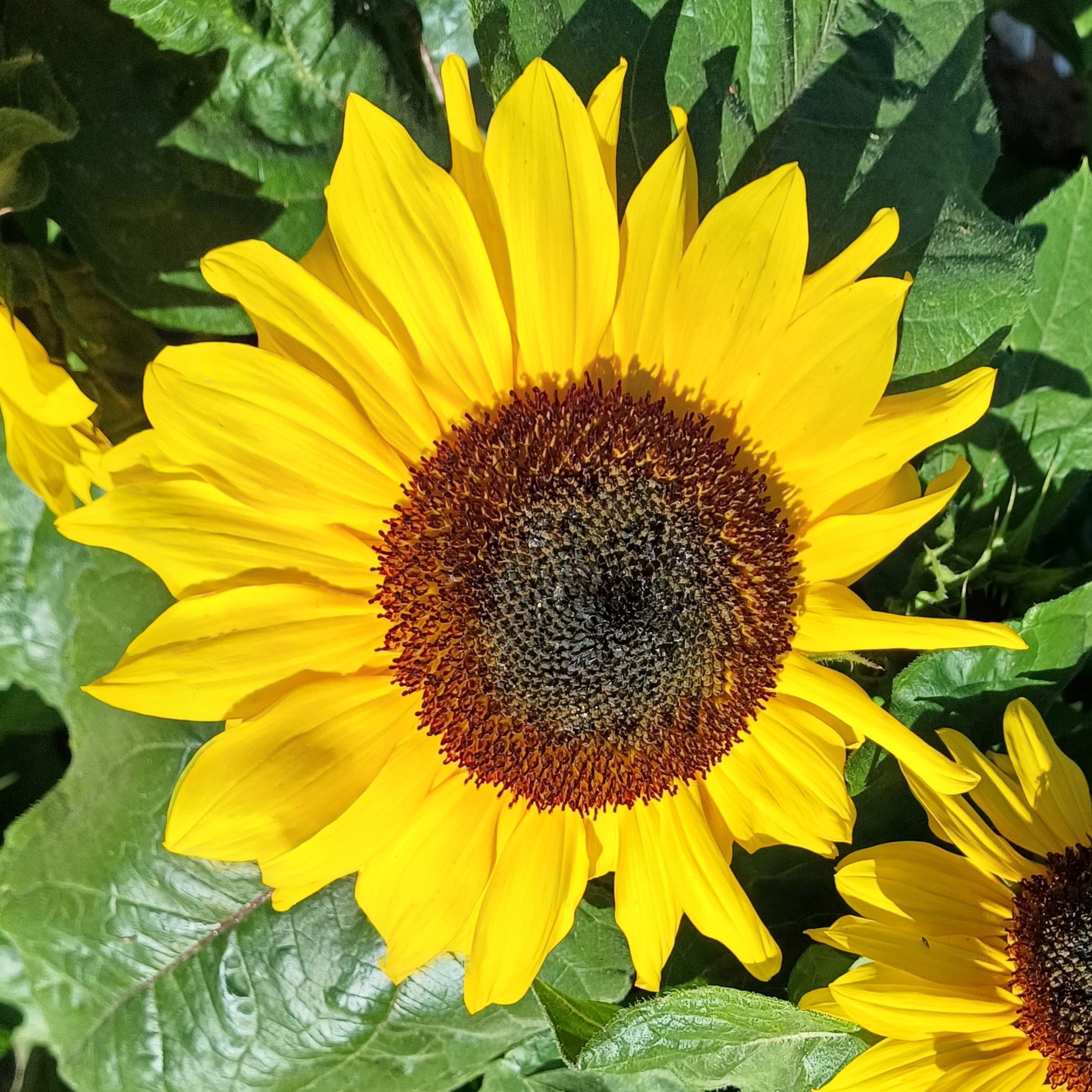 Yellow flowers