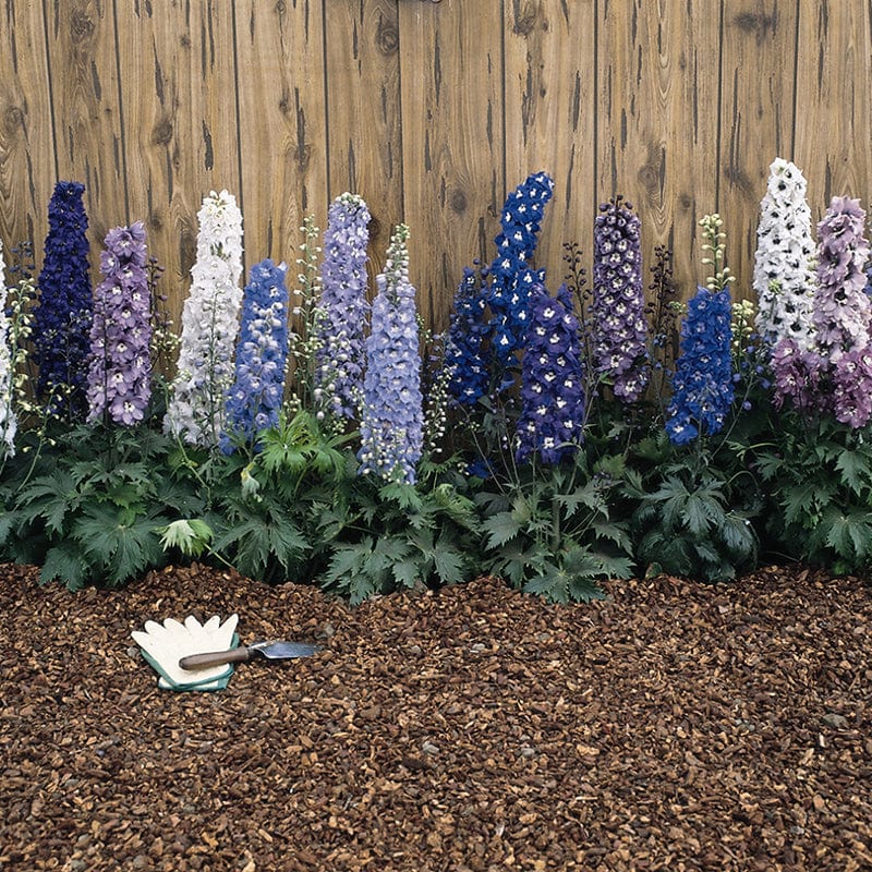 Delphinium Plants